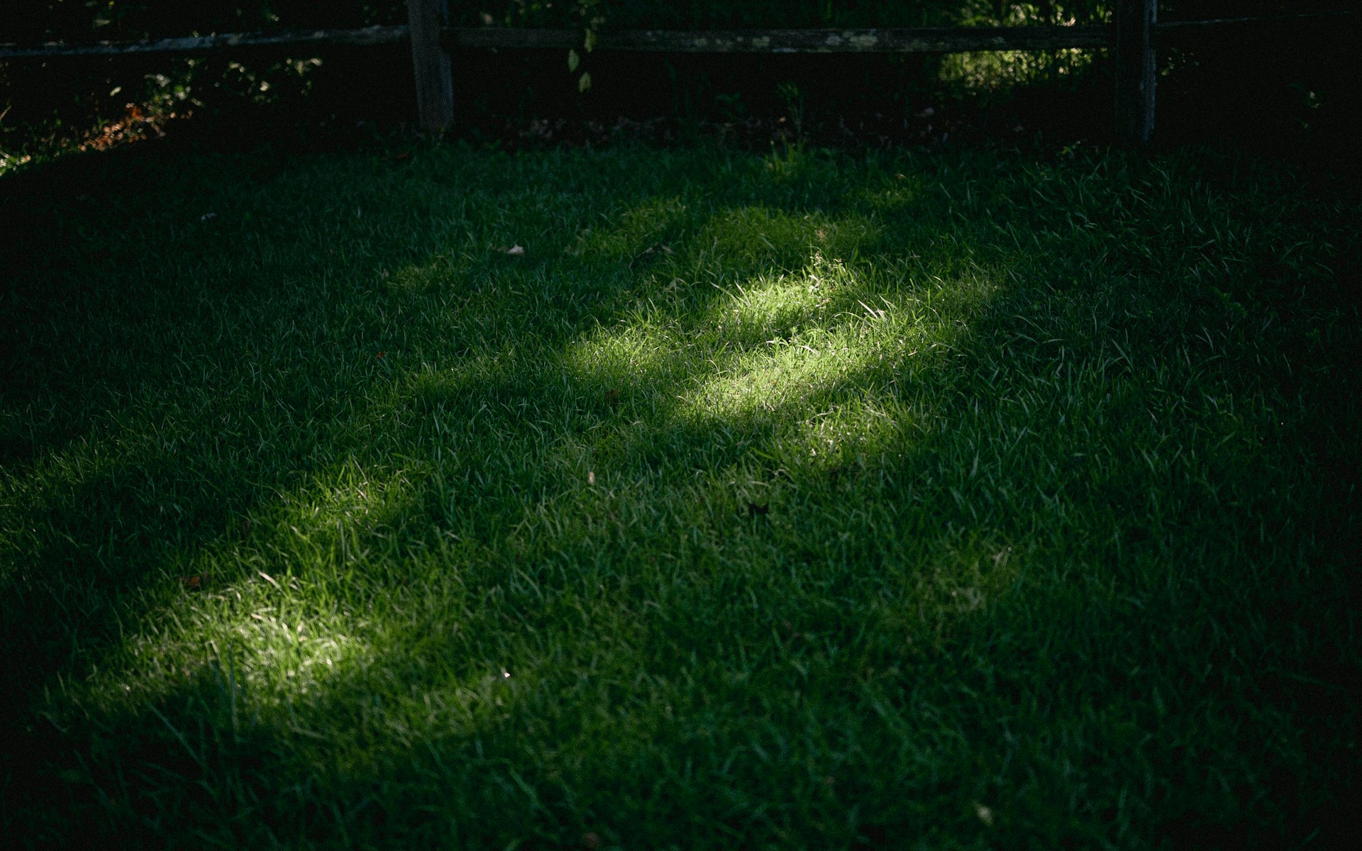 The shadow of a tree on the grass