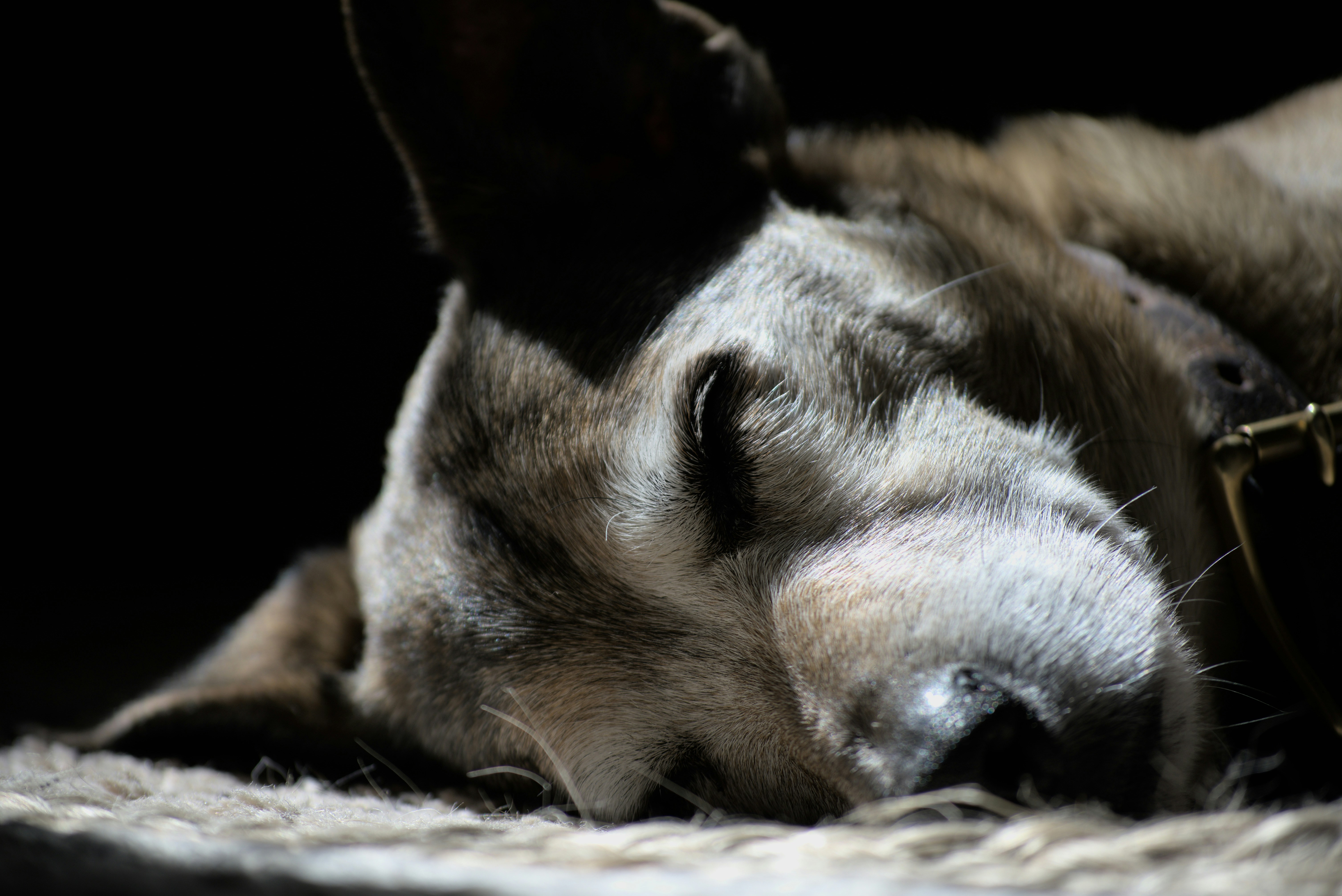 Photo by connorburger10