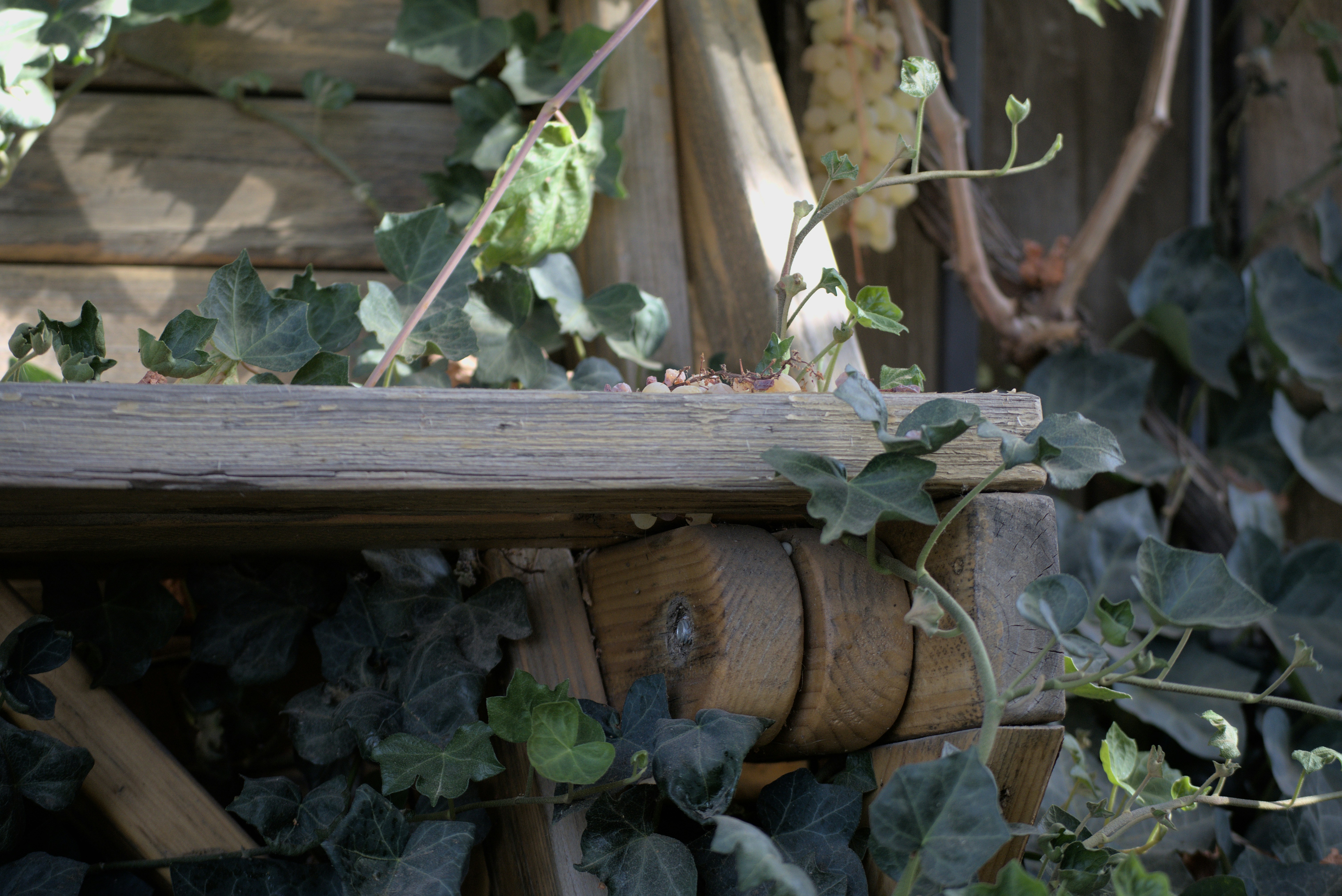 Photo by connorburger10