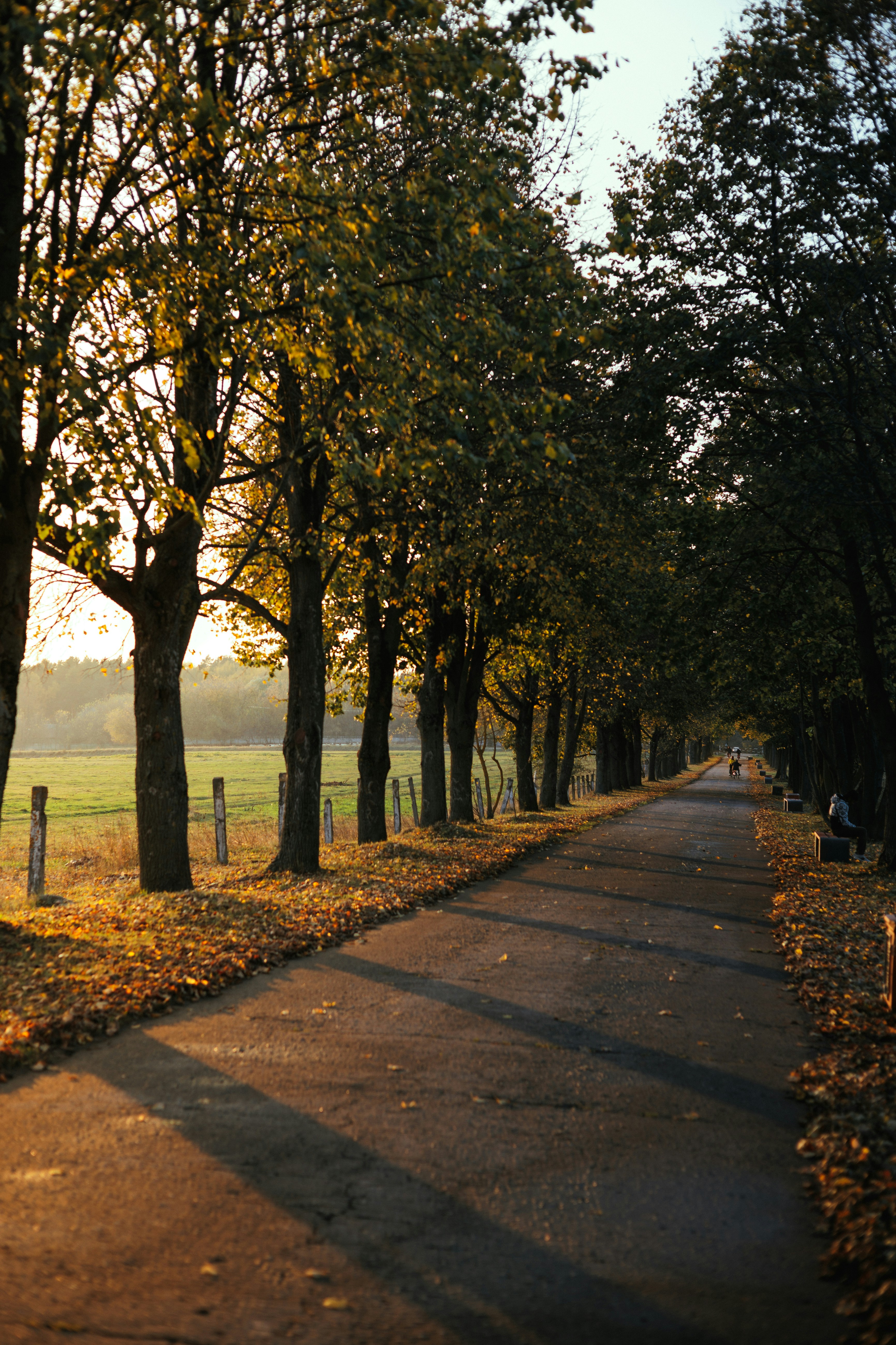 A path lined with trees in a park