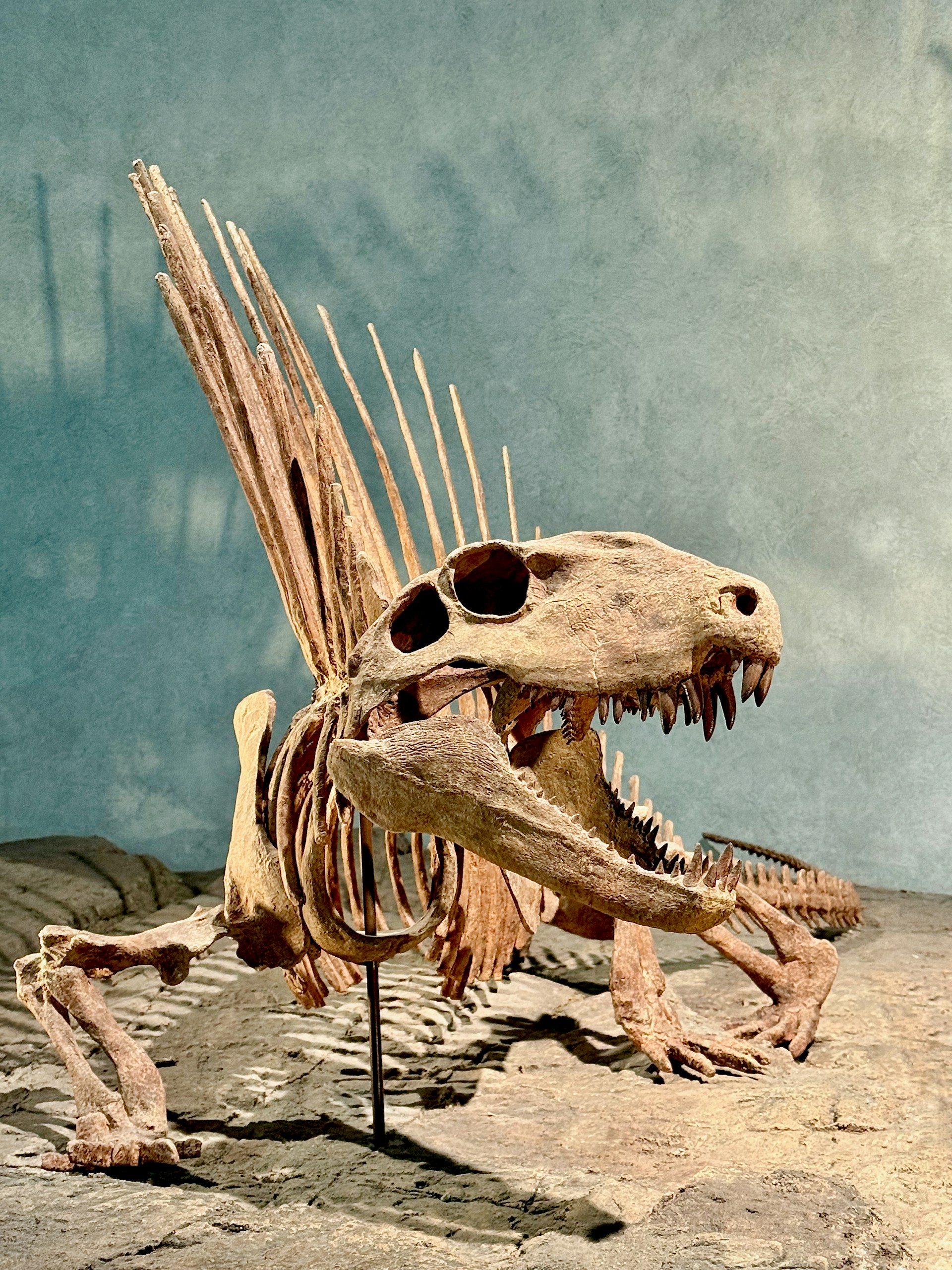 A skeleton of a dinosaur on display in a museum
