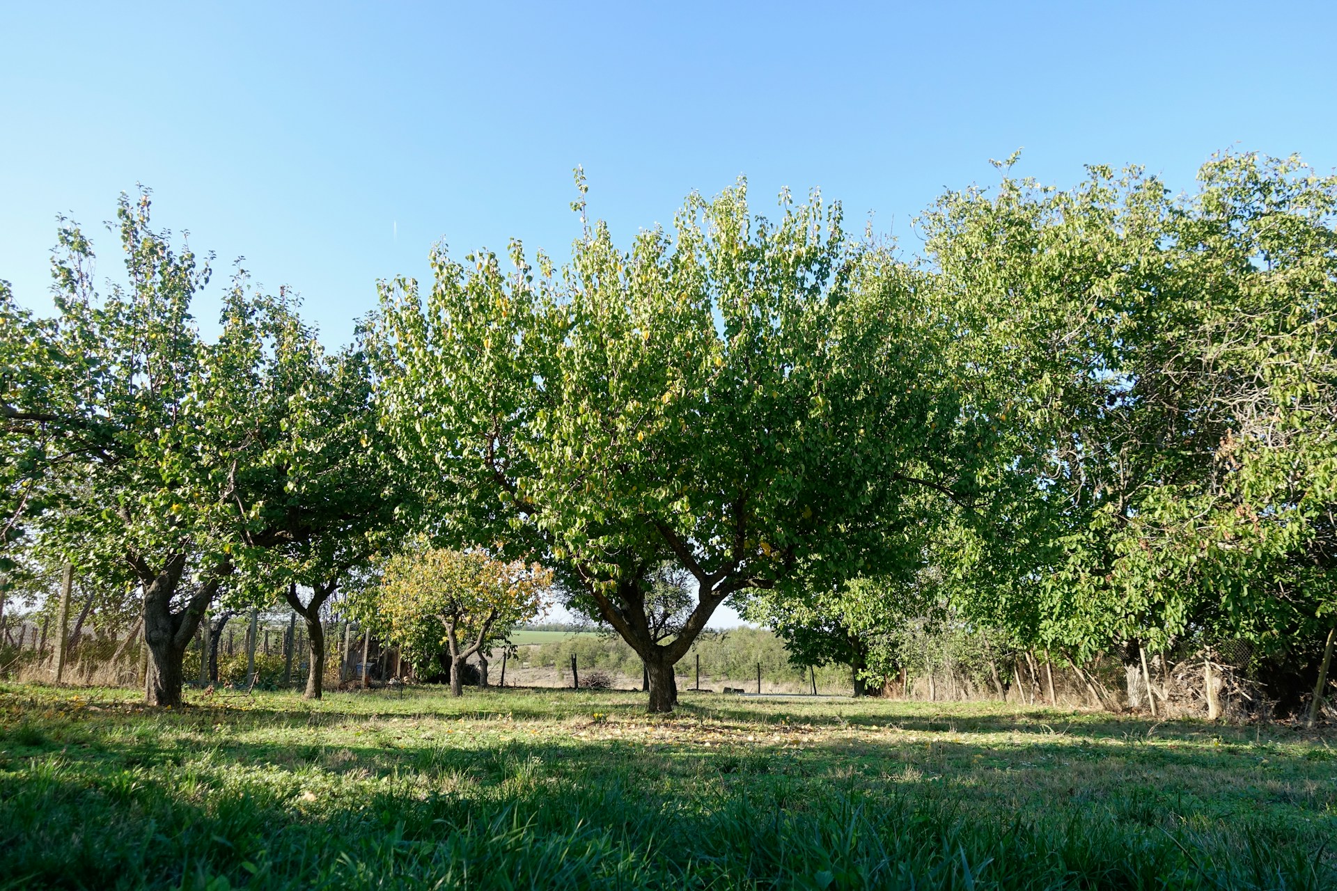 A group of trees in a grassy field