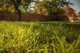 A grassy yard with a tree and fence in the background