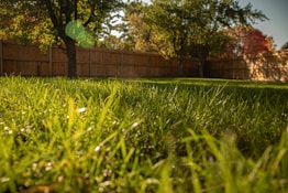 A grassy yard with a tree and fence in the background