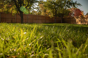 A grassy yard with a tree and fence in the background