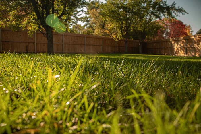 Low view across a thick backyard lawn to a wooden fence and trees