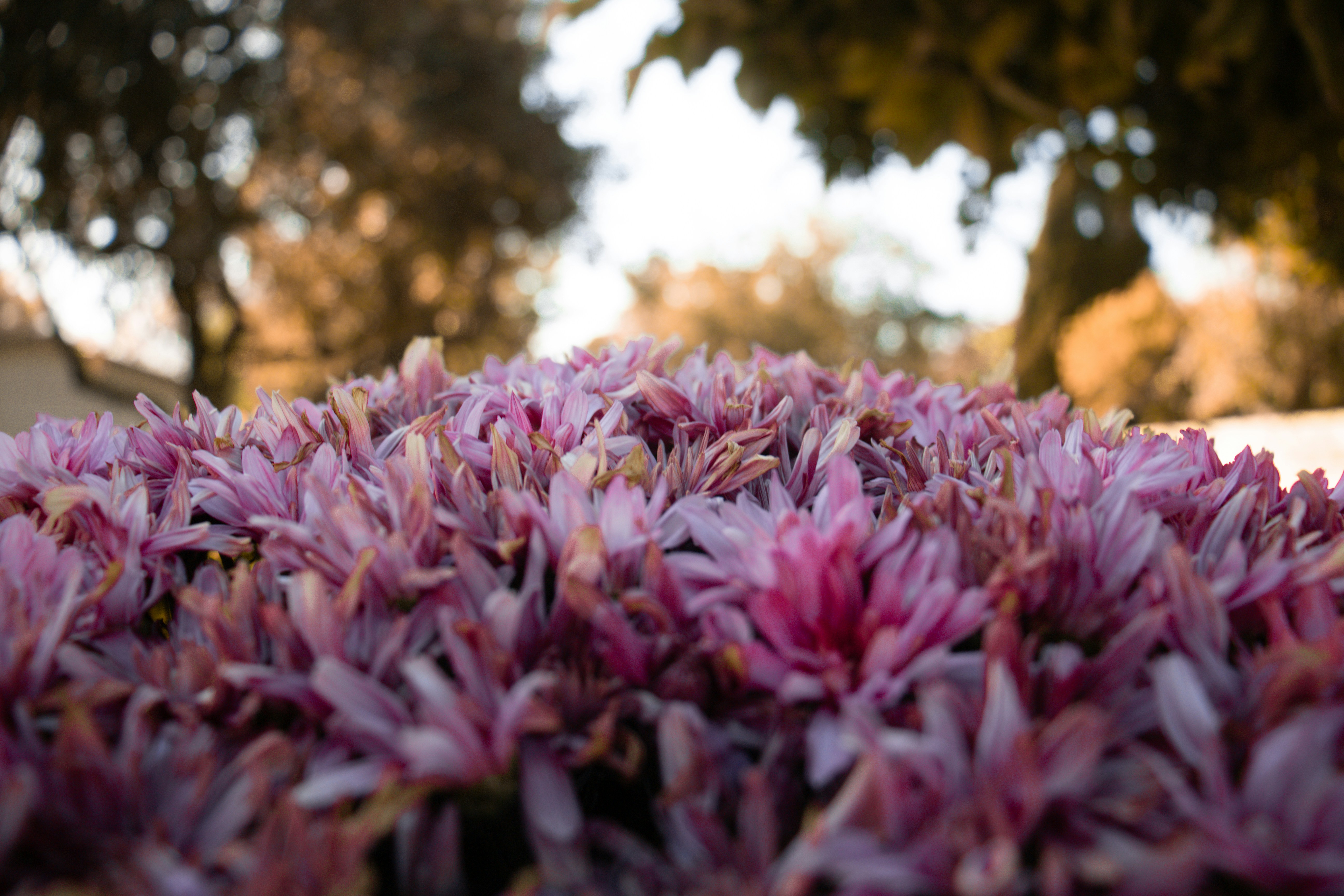 A bunch of purple flowers that are in the grass