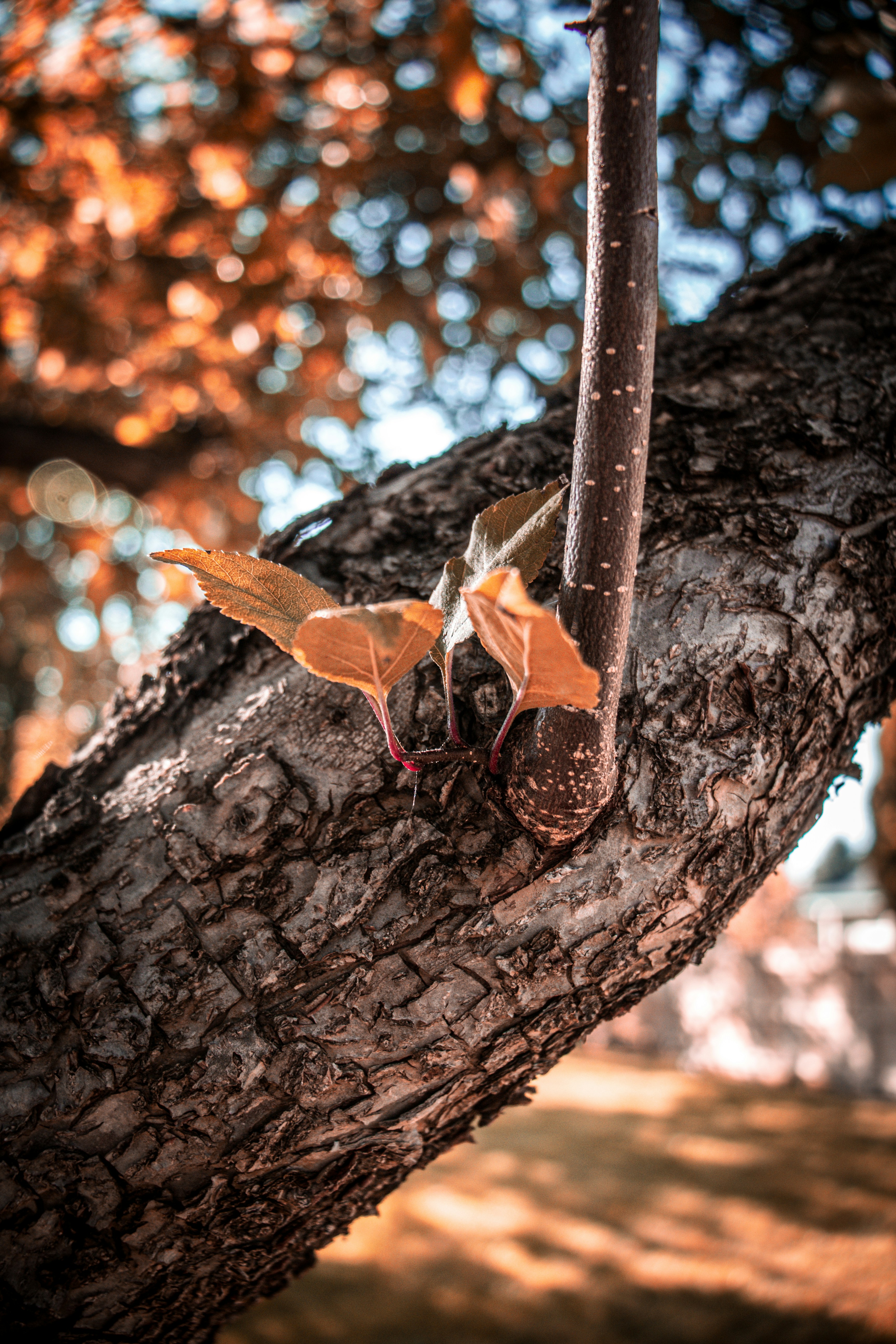 A small bird sitting on top of a tree branch