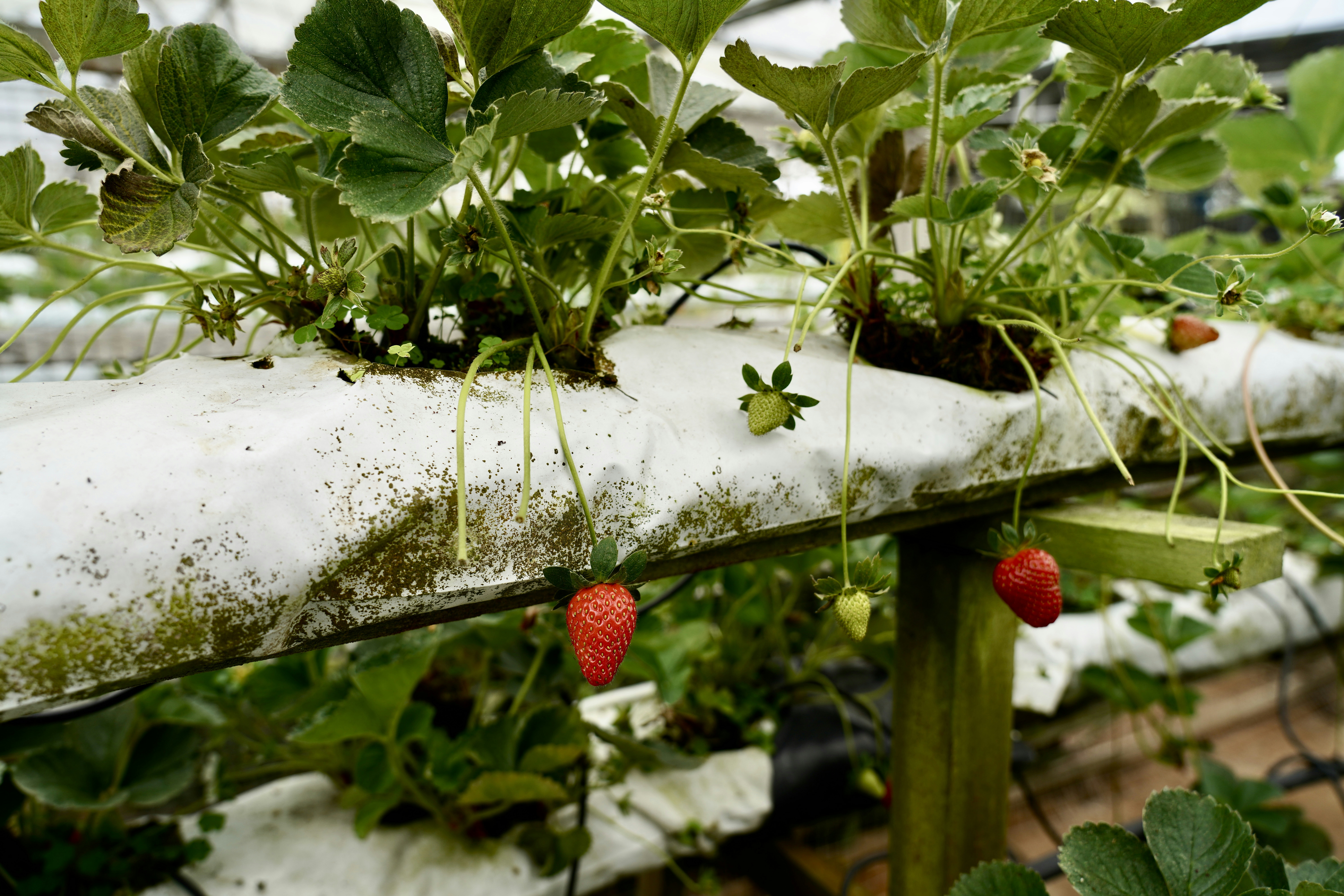 Strawberries are growing in a greenhouse with snow on them