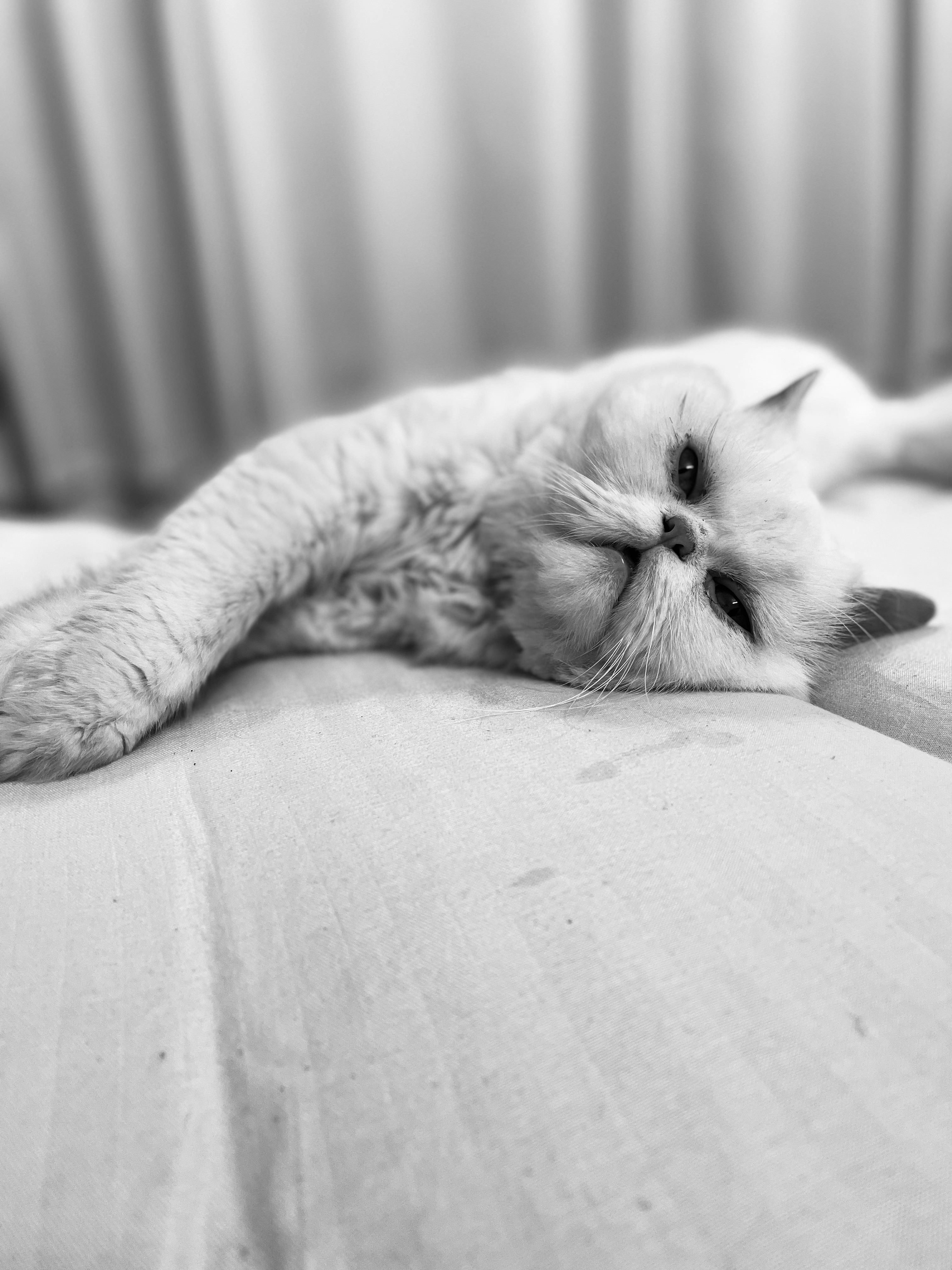 A black and white photo of a cat laying on a bed