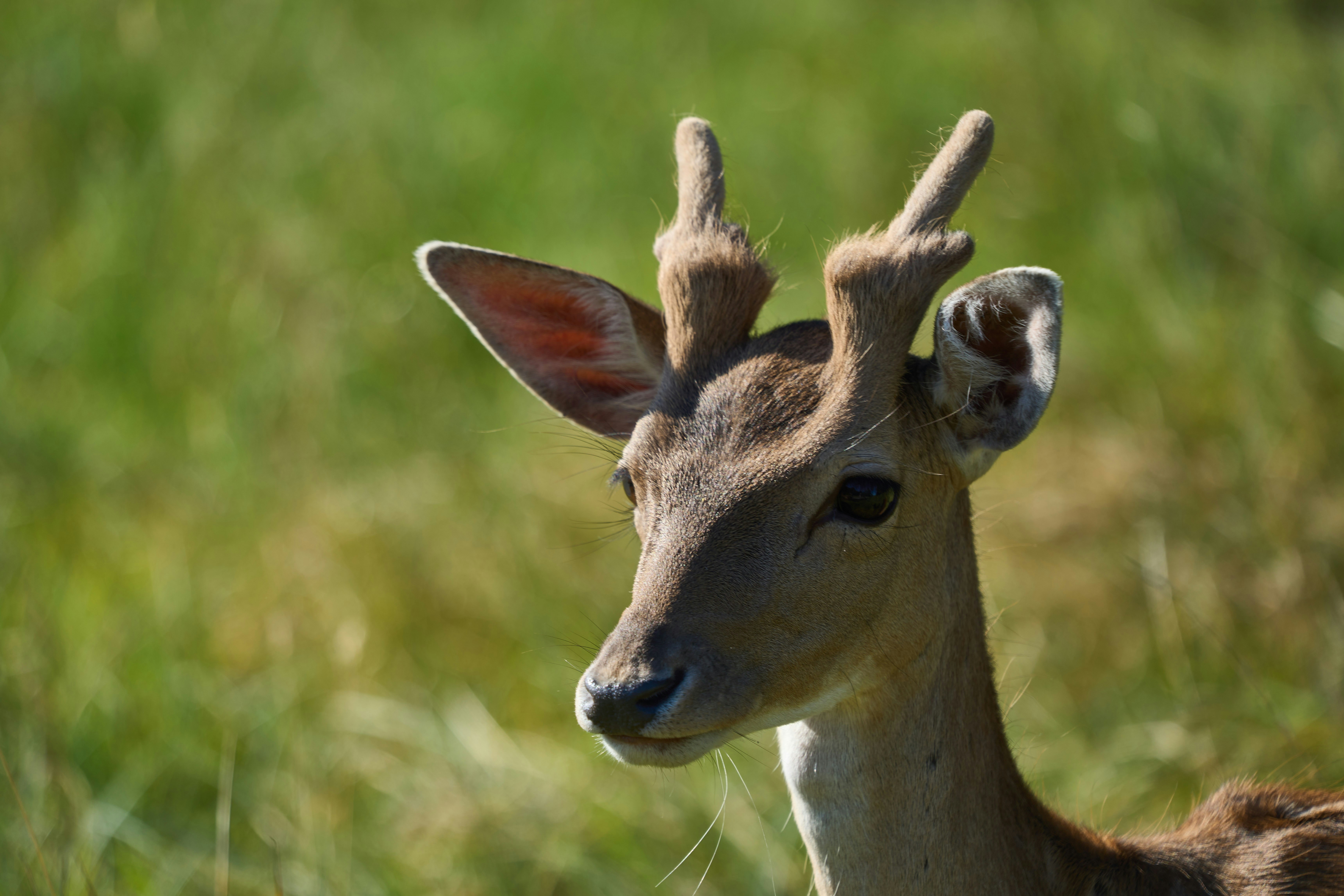 Photo by wolfgang_hasselmann