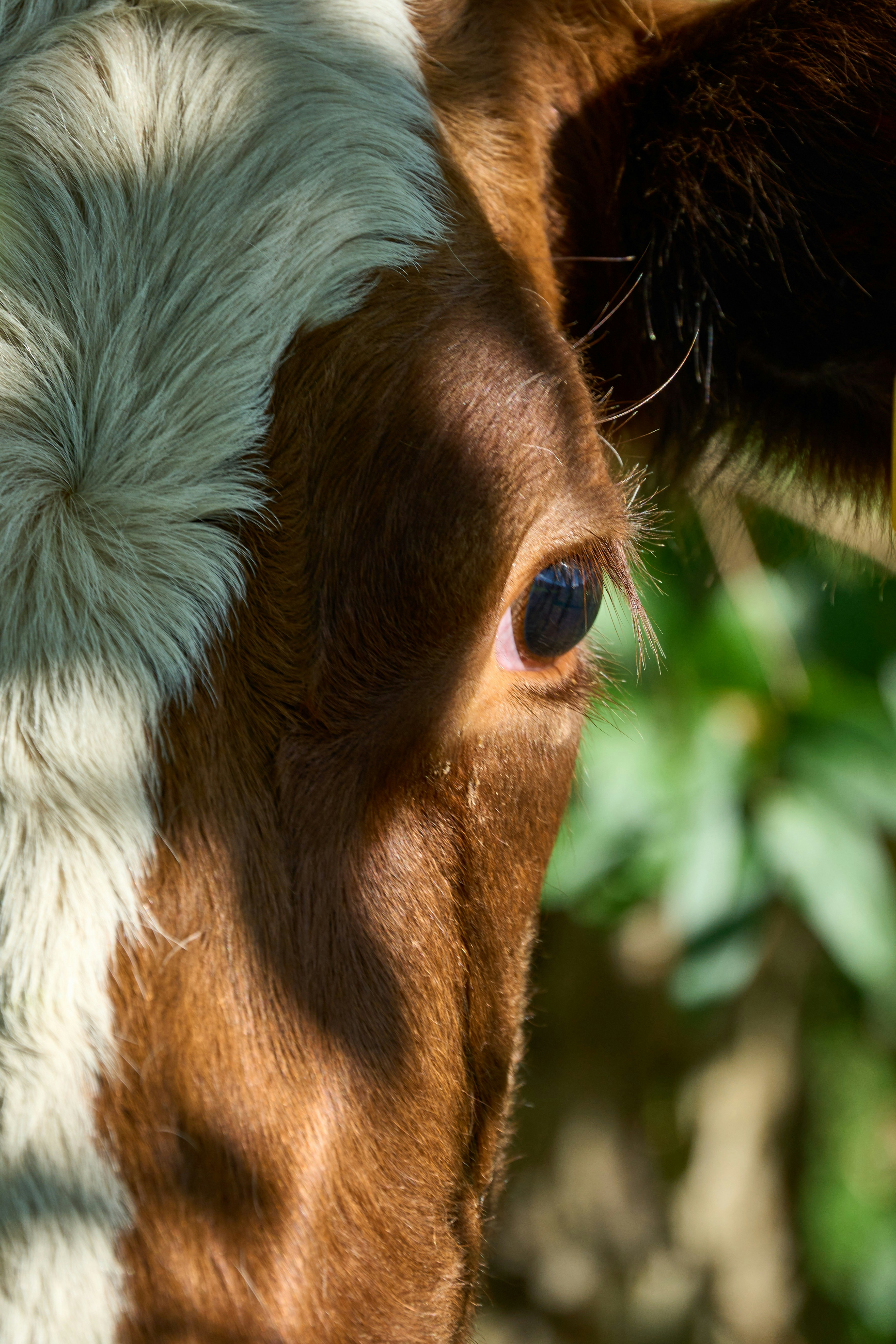 Photo by wolfgang_hasselmann