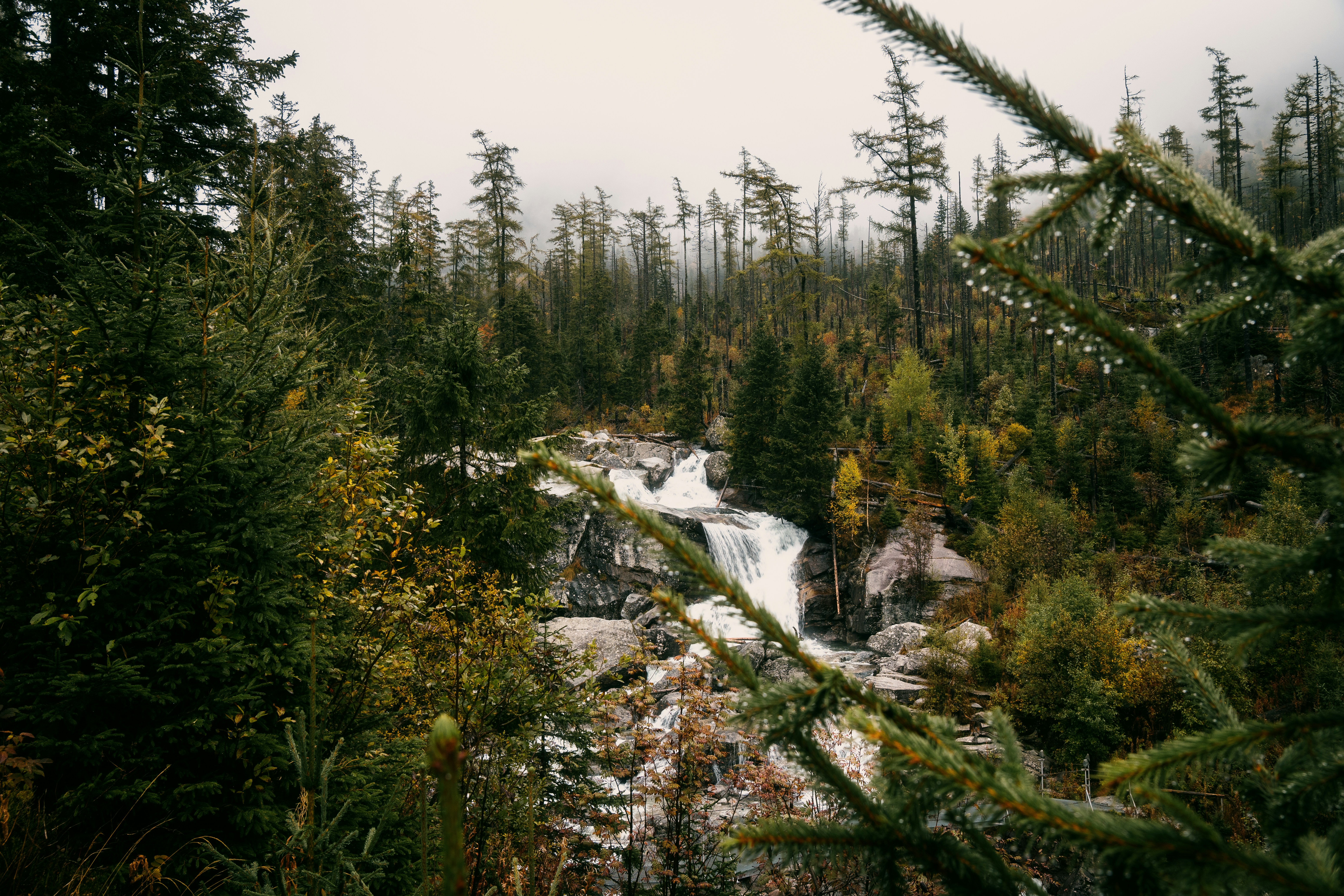 A river running through a forest filled with lots of trees, 