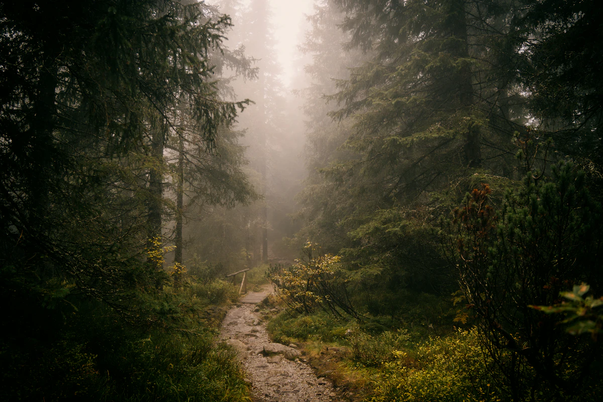 Waldweg als Symbol für einen nächsten kleinen Schritt statt Grübeln und Rauchen