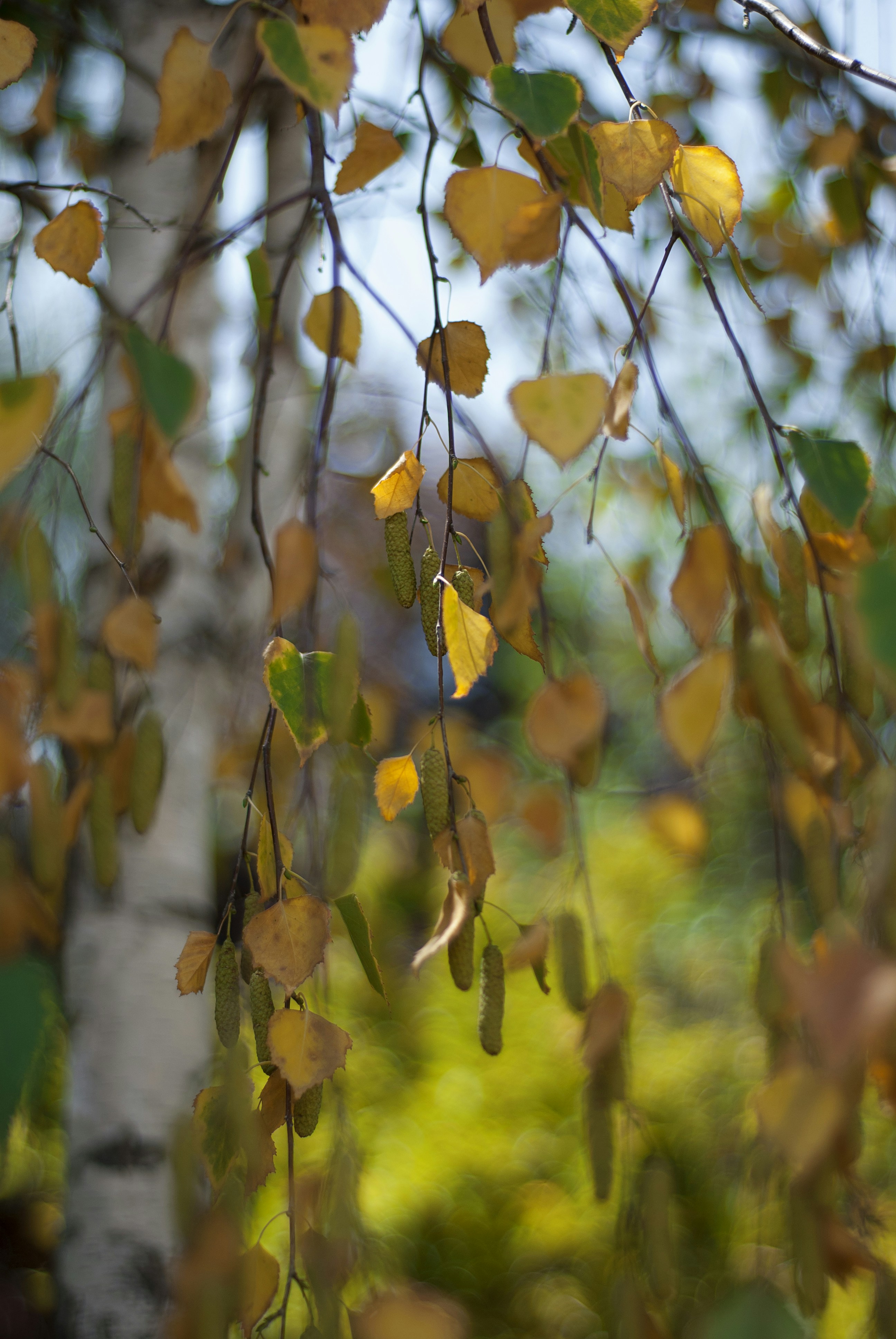 Photo by kovalskihelga