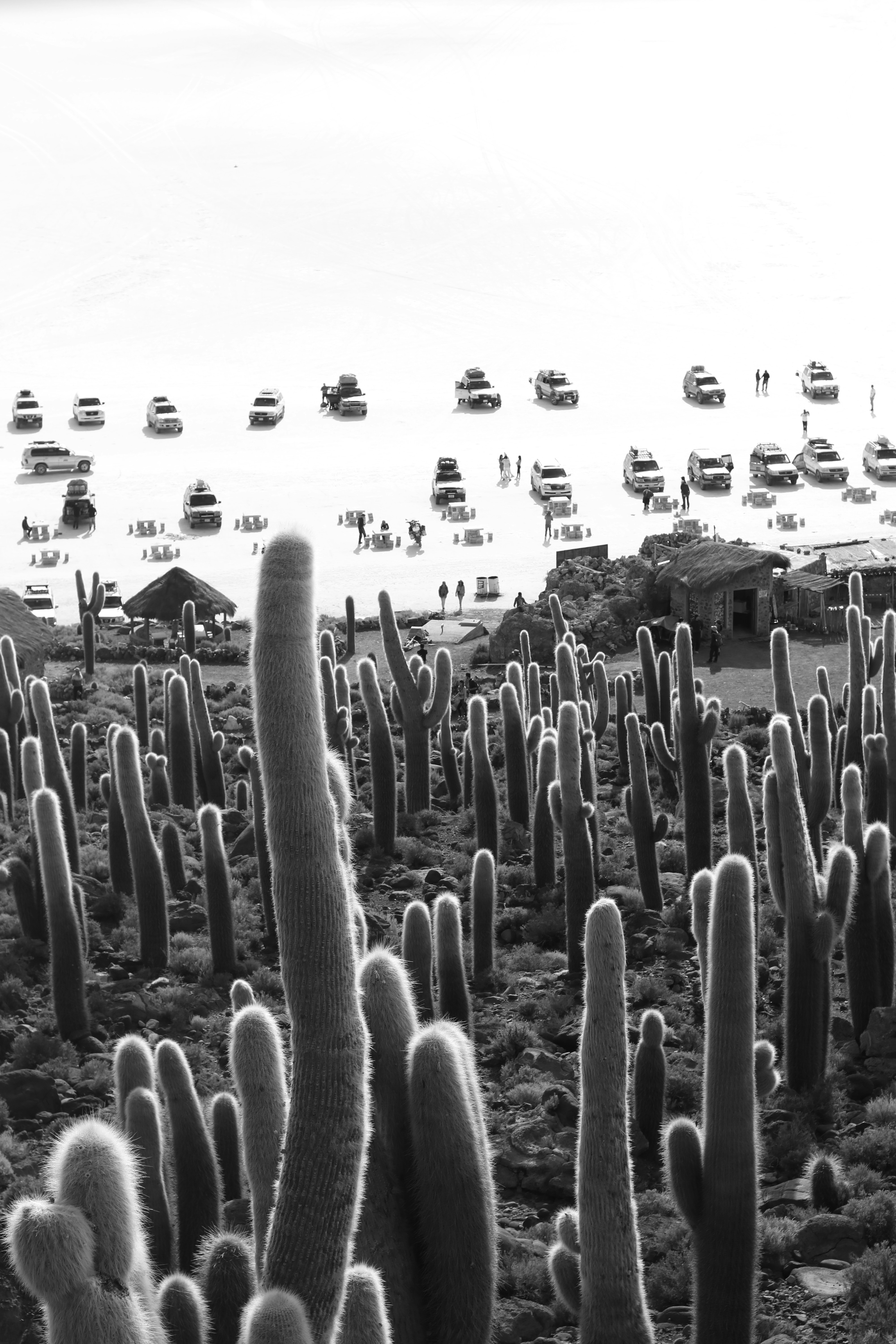 A black and white photo of a cactus field