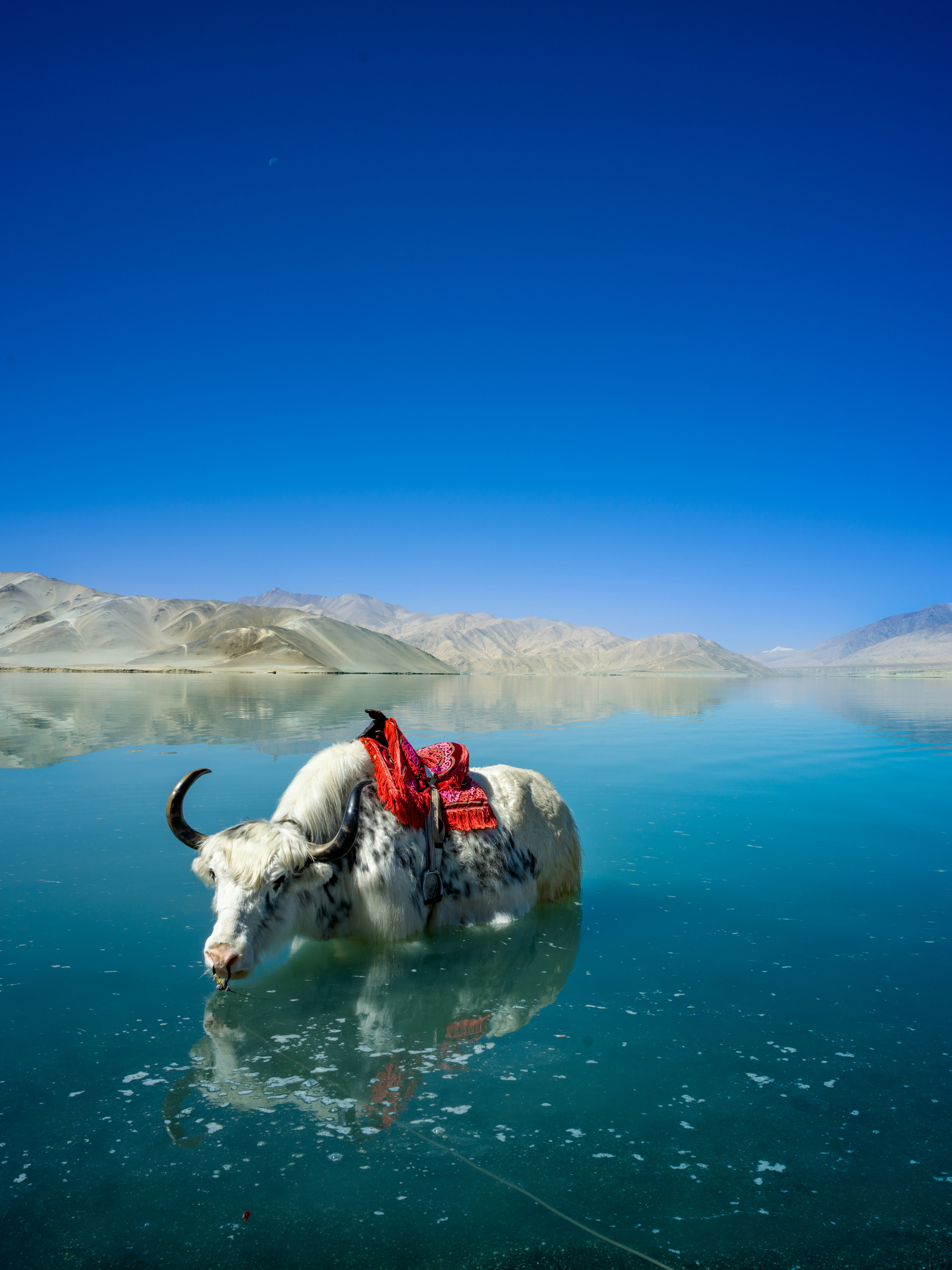 A man riding a bull in the middle of a lake