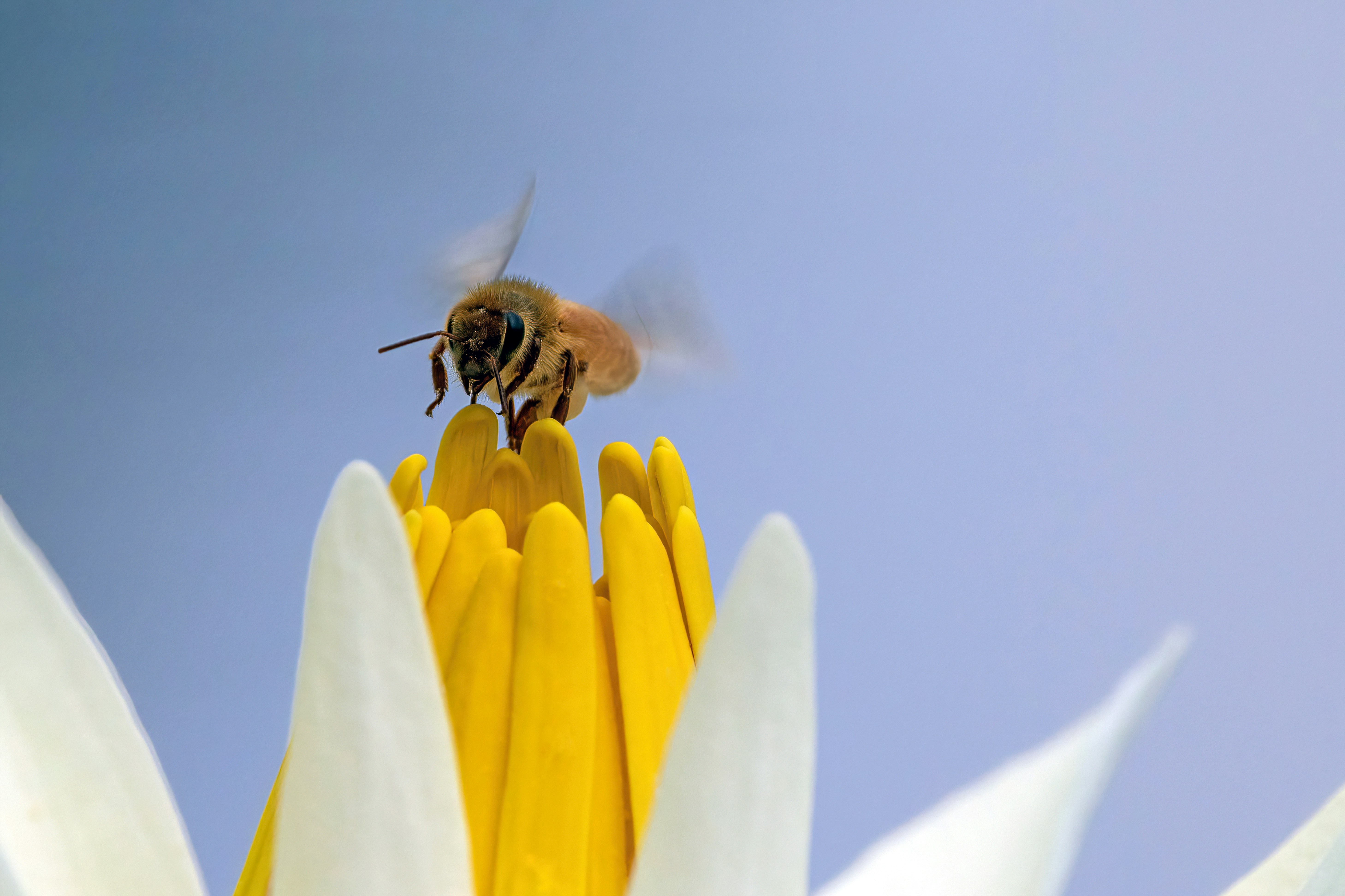 A bee on a flower with a blue sky in the background