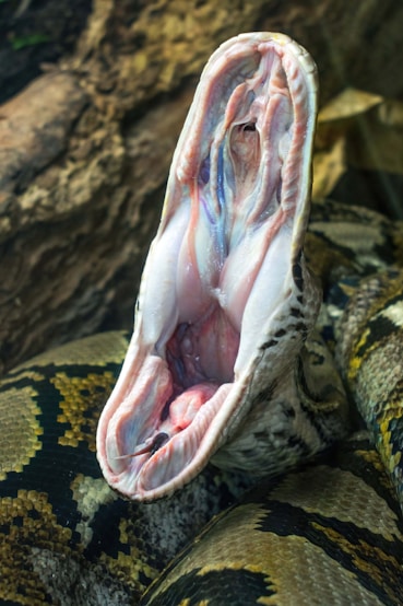 A close up of a snake with its mouth open