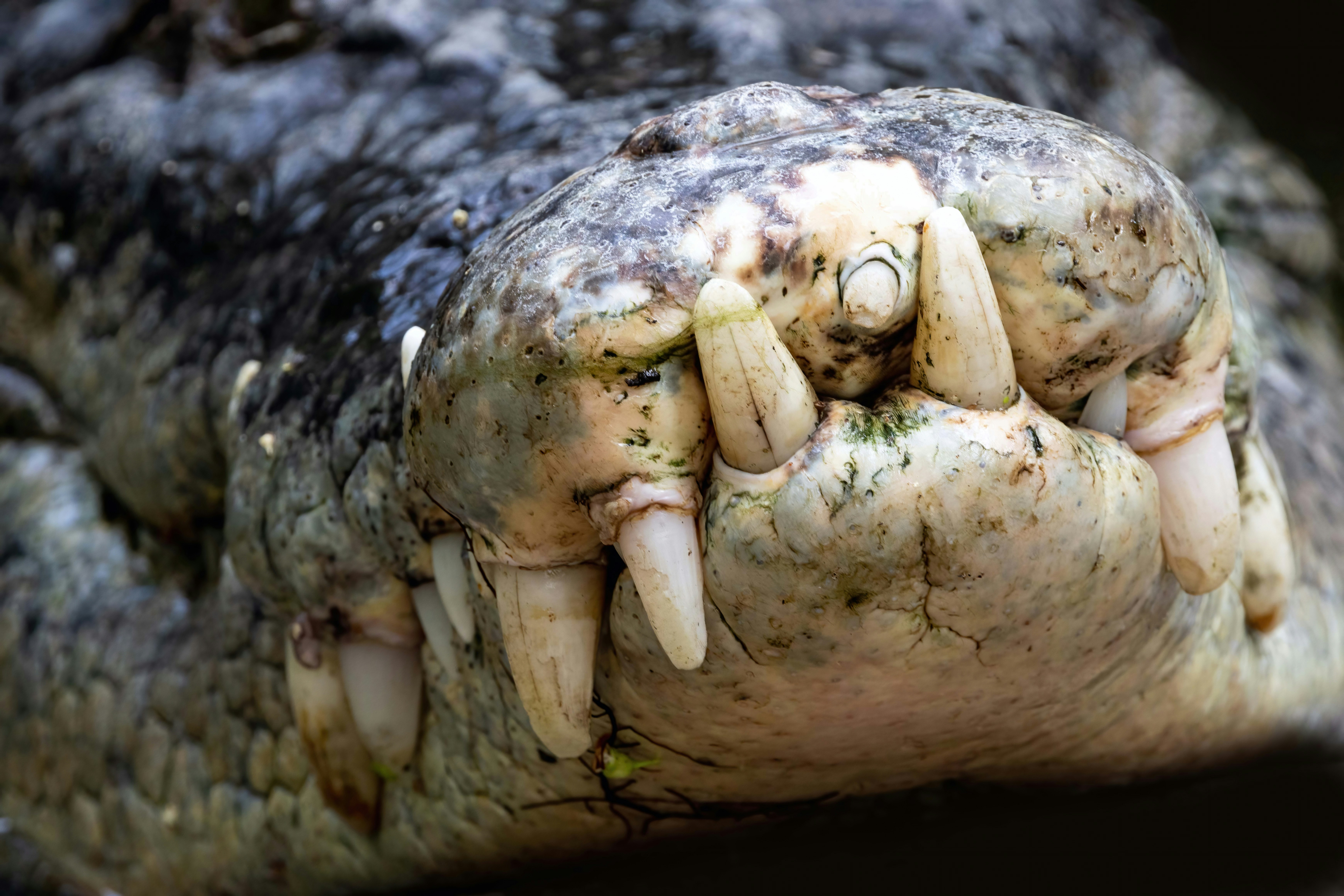 大きなワニの歯のクローズアップの写真 – Unsplashの歯の無料画像