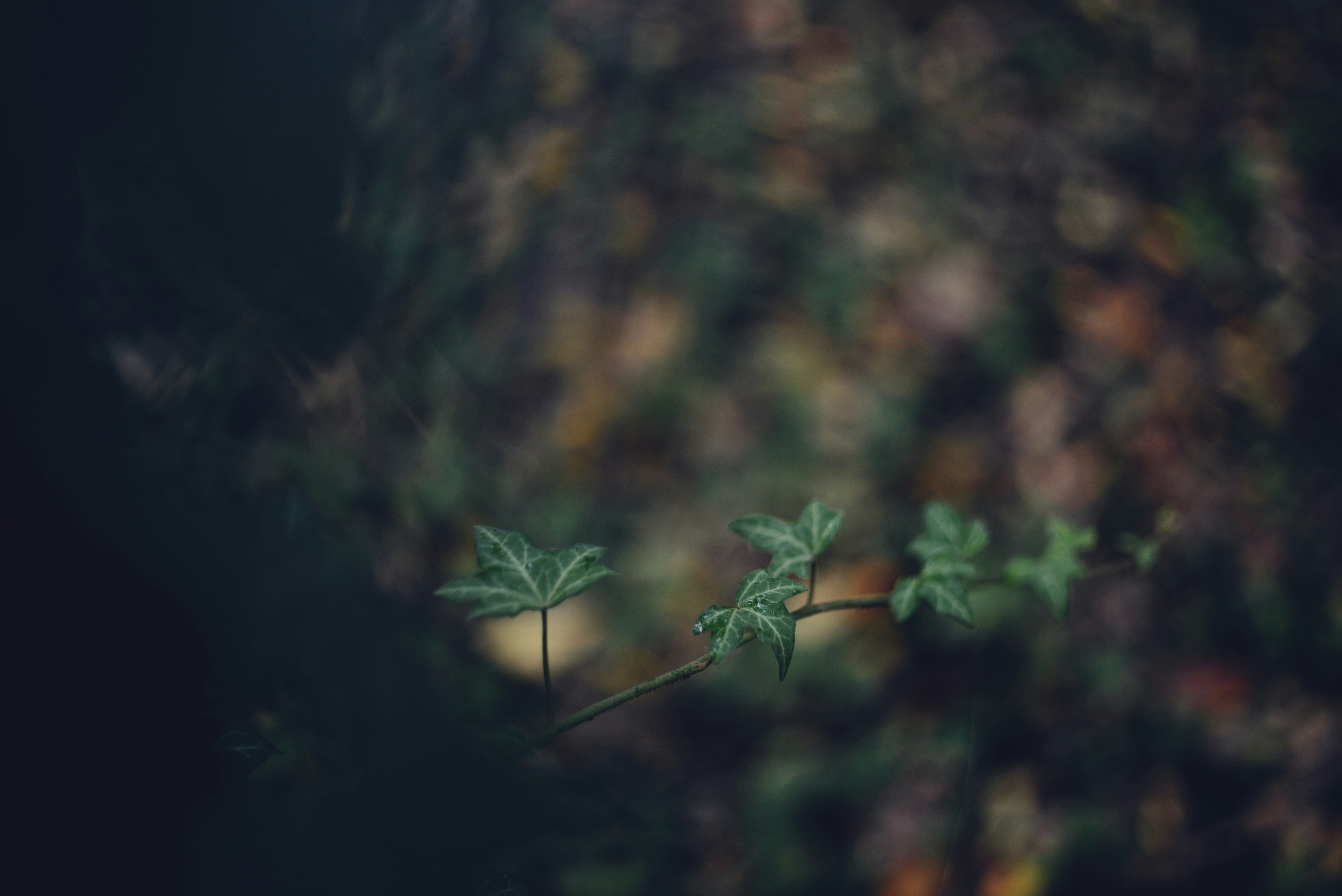 Photo by cherstve_pechivo