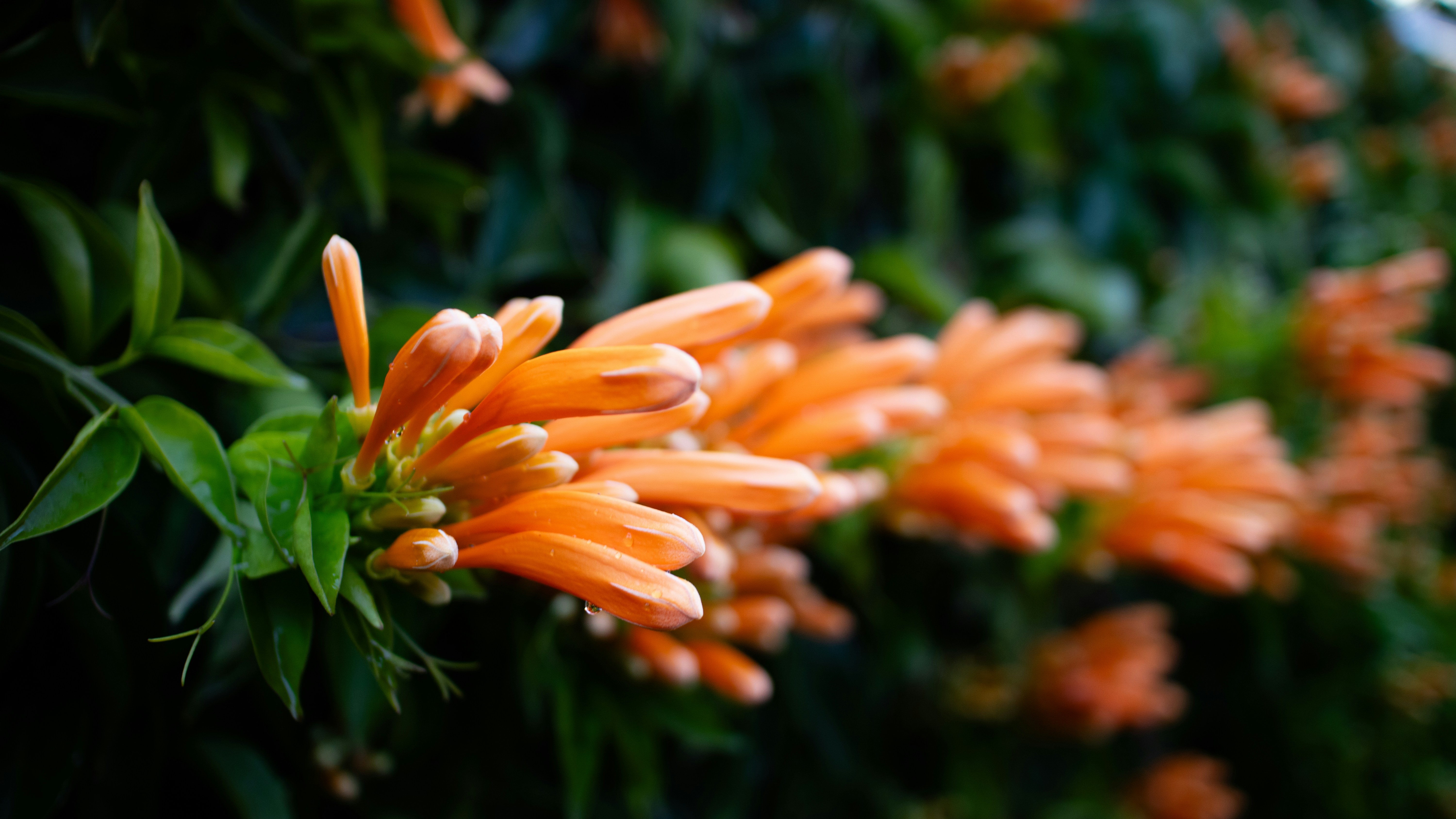 A close up of an orange flower on a plant
