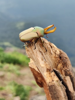 A couple of bugs sitting on top of a piece of wood