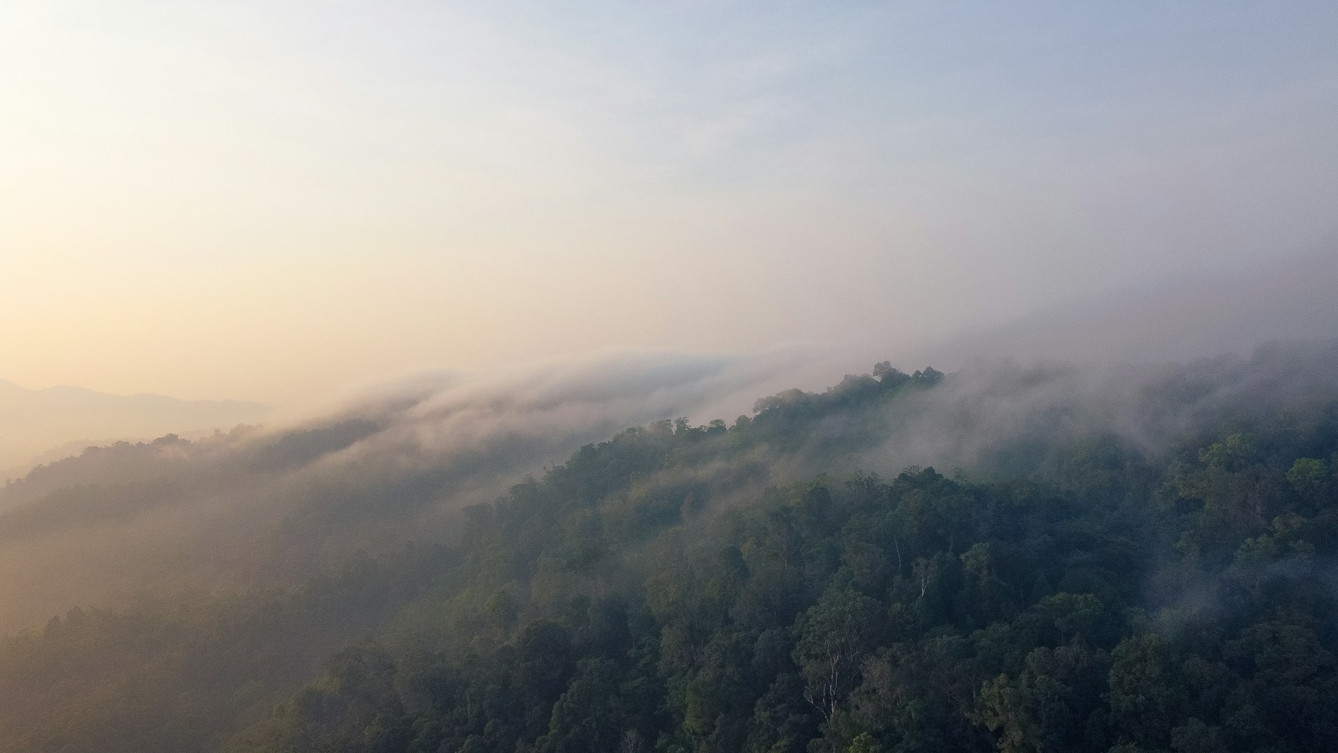 An aerial view of a foggy forest