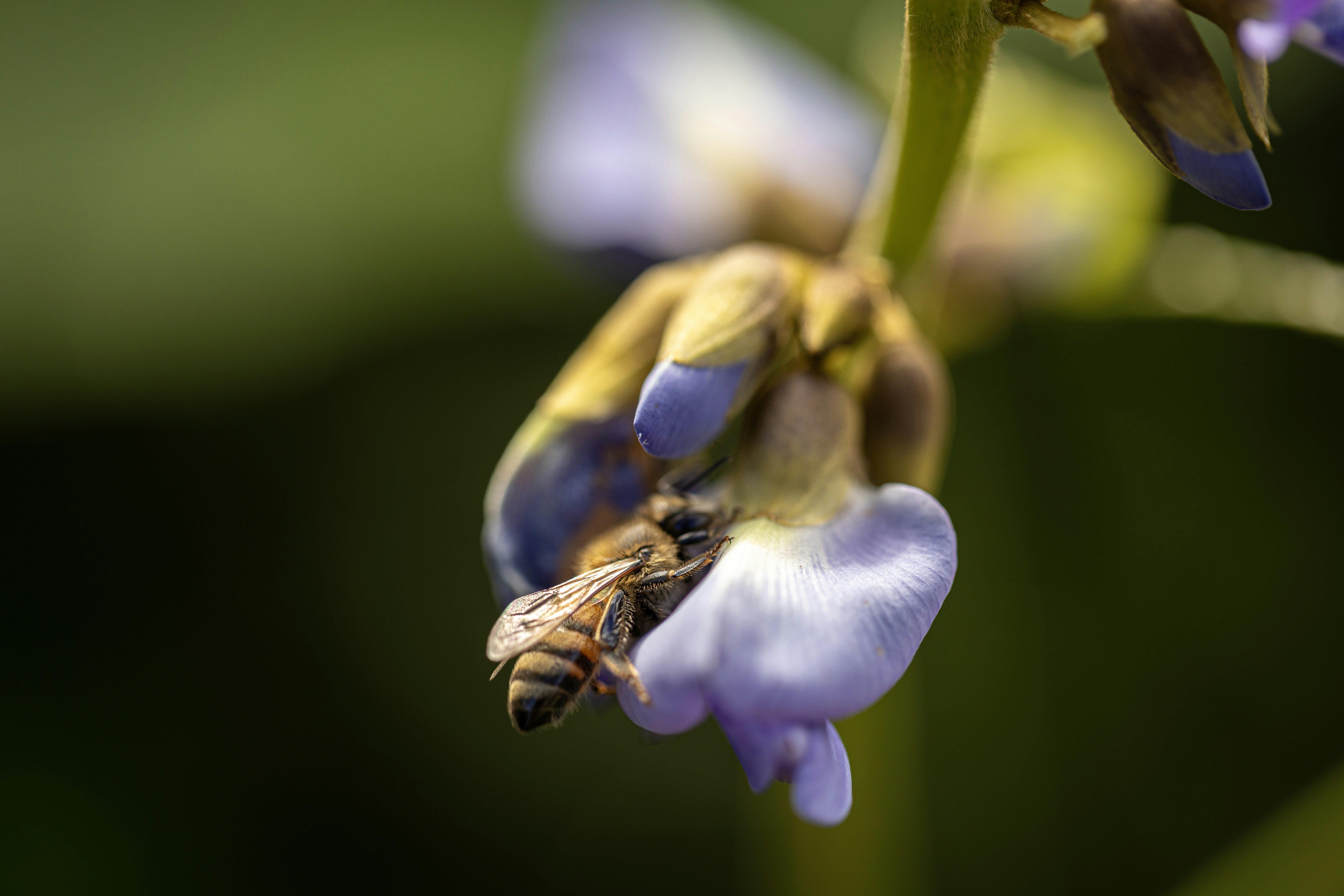 A close up of a flower with a bee on it