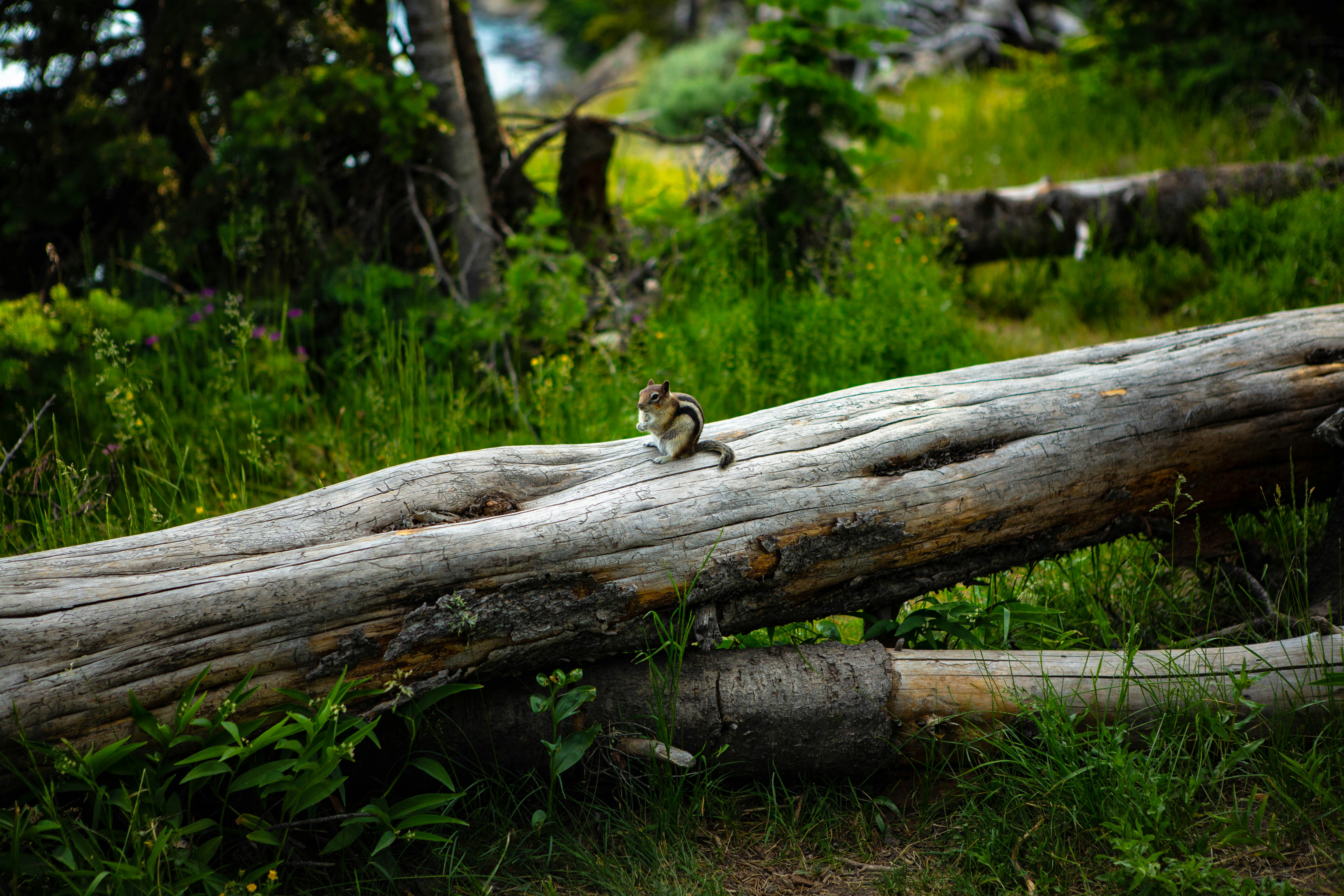 A log laying on the ground in a forest