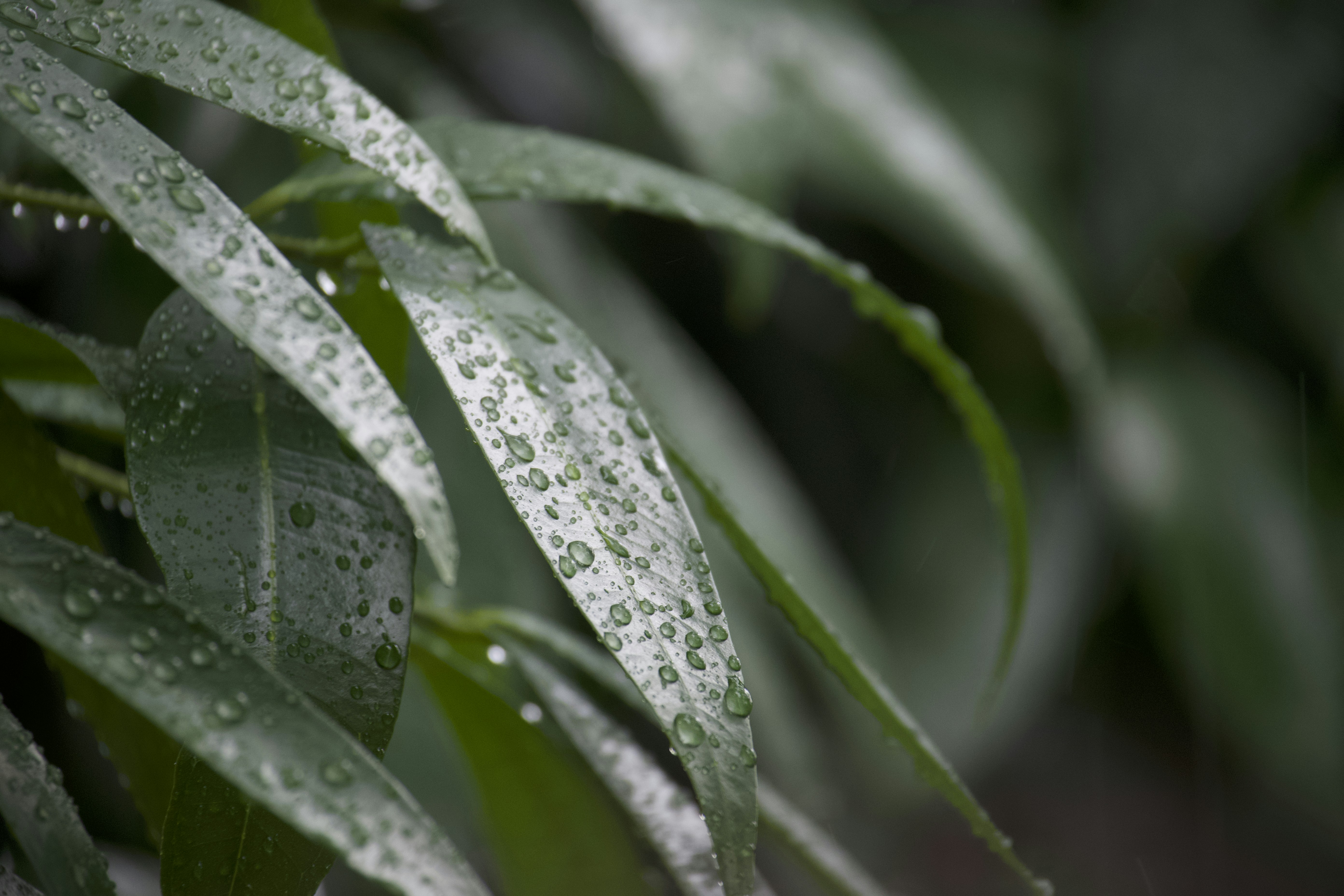 Photo by avik_chakbty