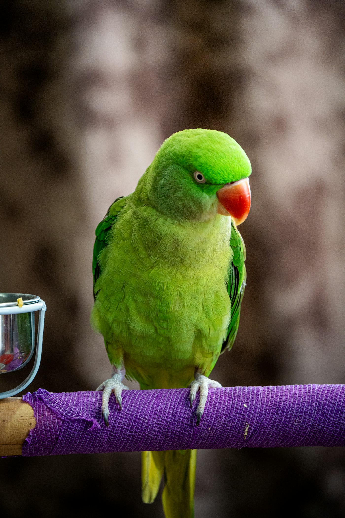 Green parrot sitting on a purple perch