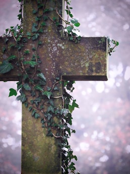 A cross with ivy growing on it