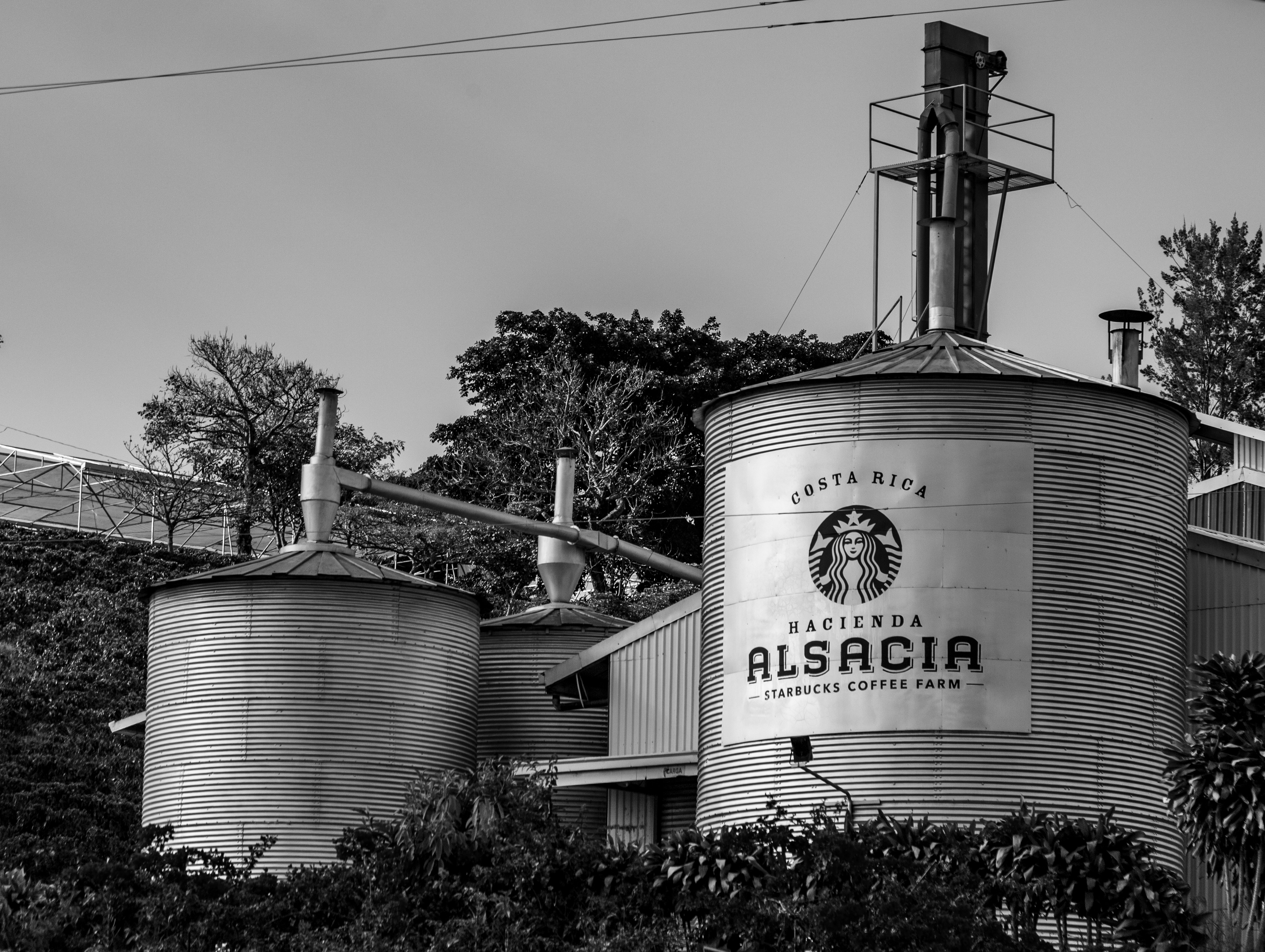 A black and white photo of a starbucks sign