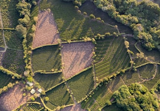 Vue aérienne de drone de vignobles