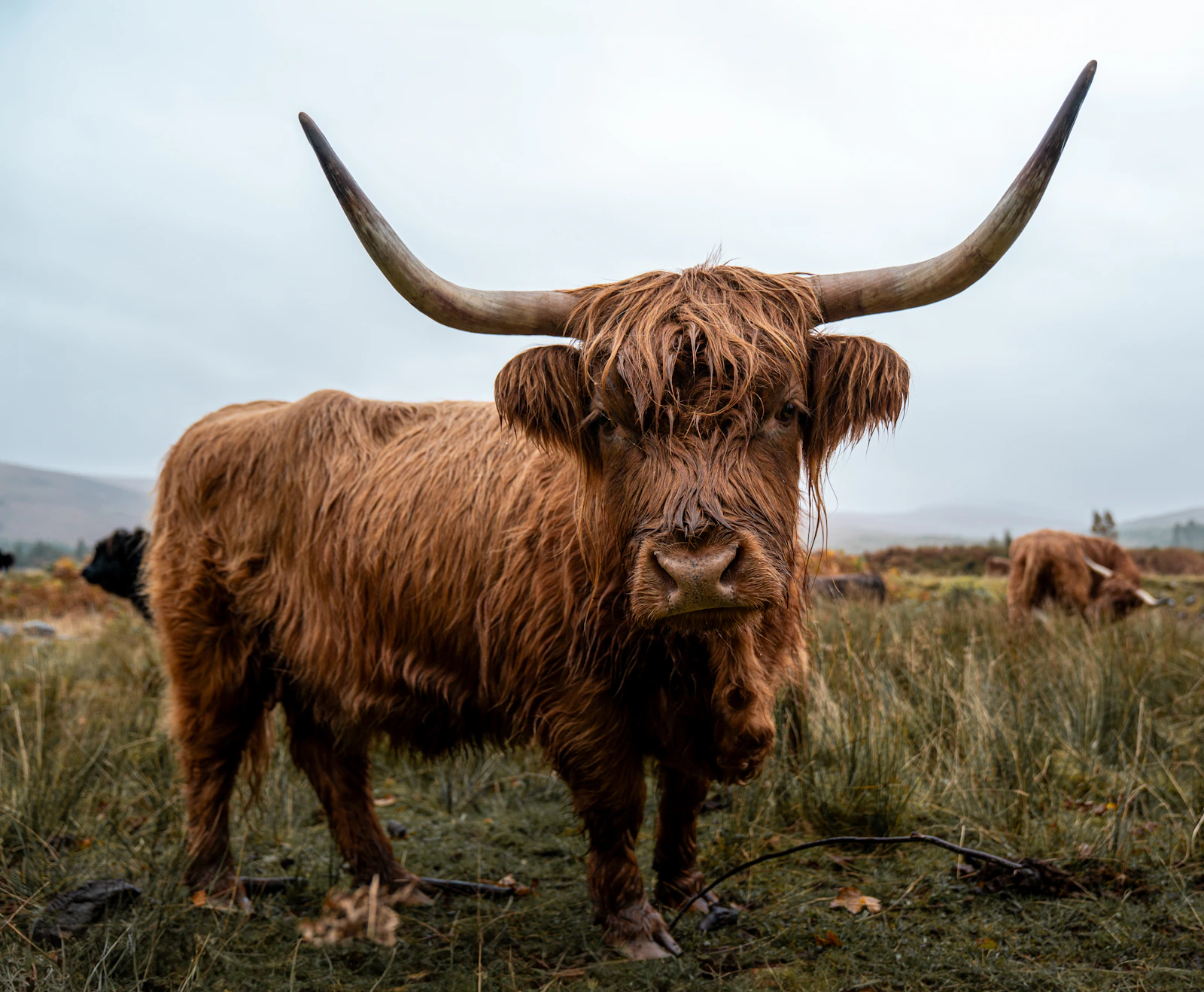 A shaggy Highland cow with long horns standing in a grassy field