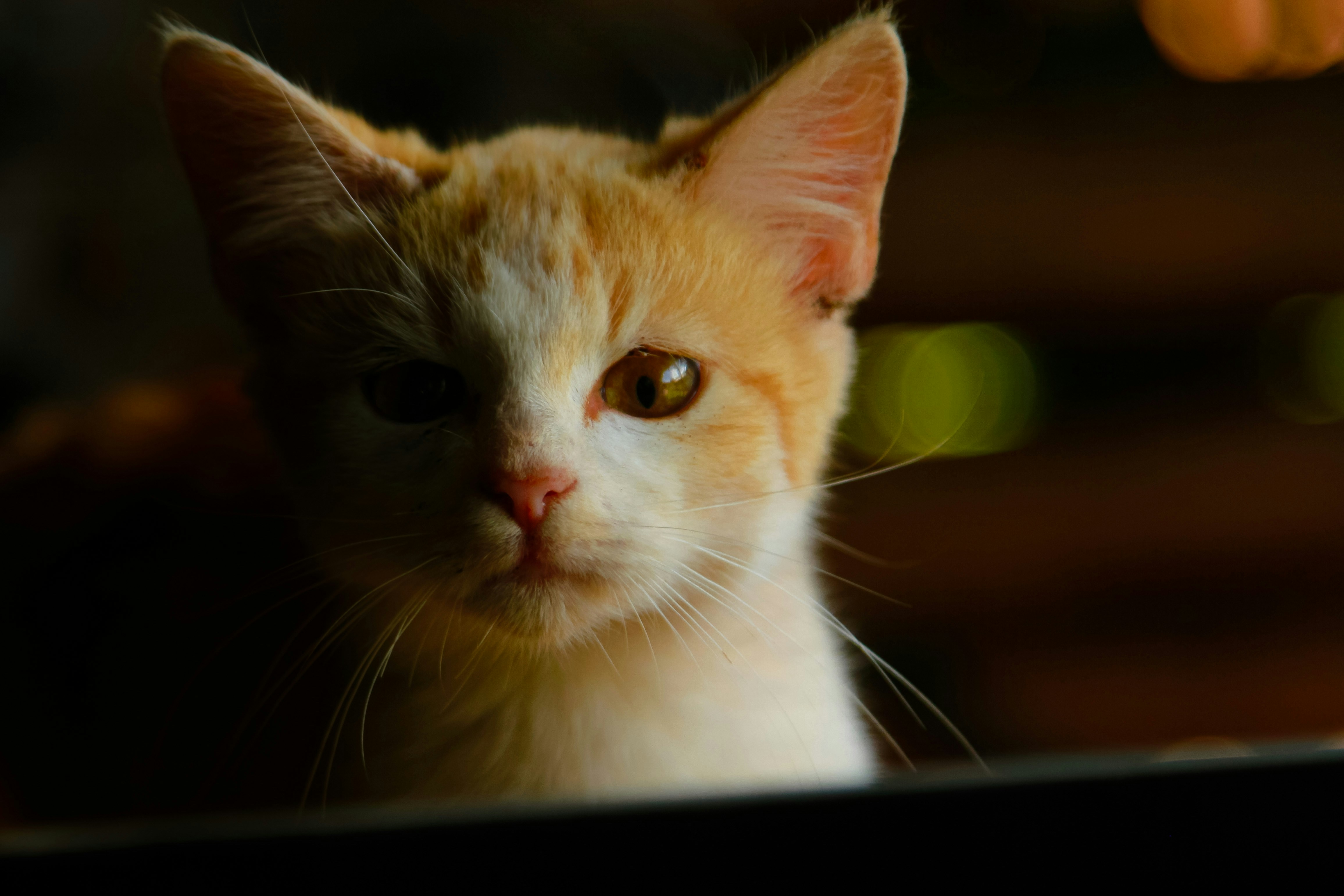 How Kittens React to Your Absence (image credits: unsplash)