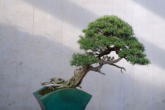 A bonsai tree in a green pot on a table