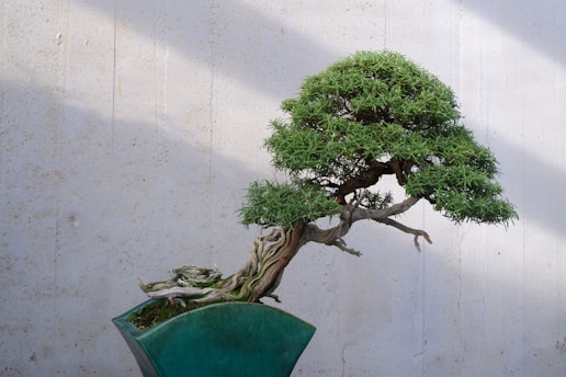 A bonsai tree in a green pot on a table