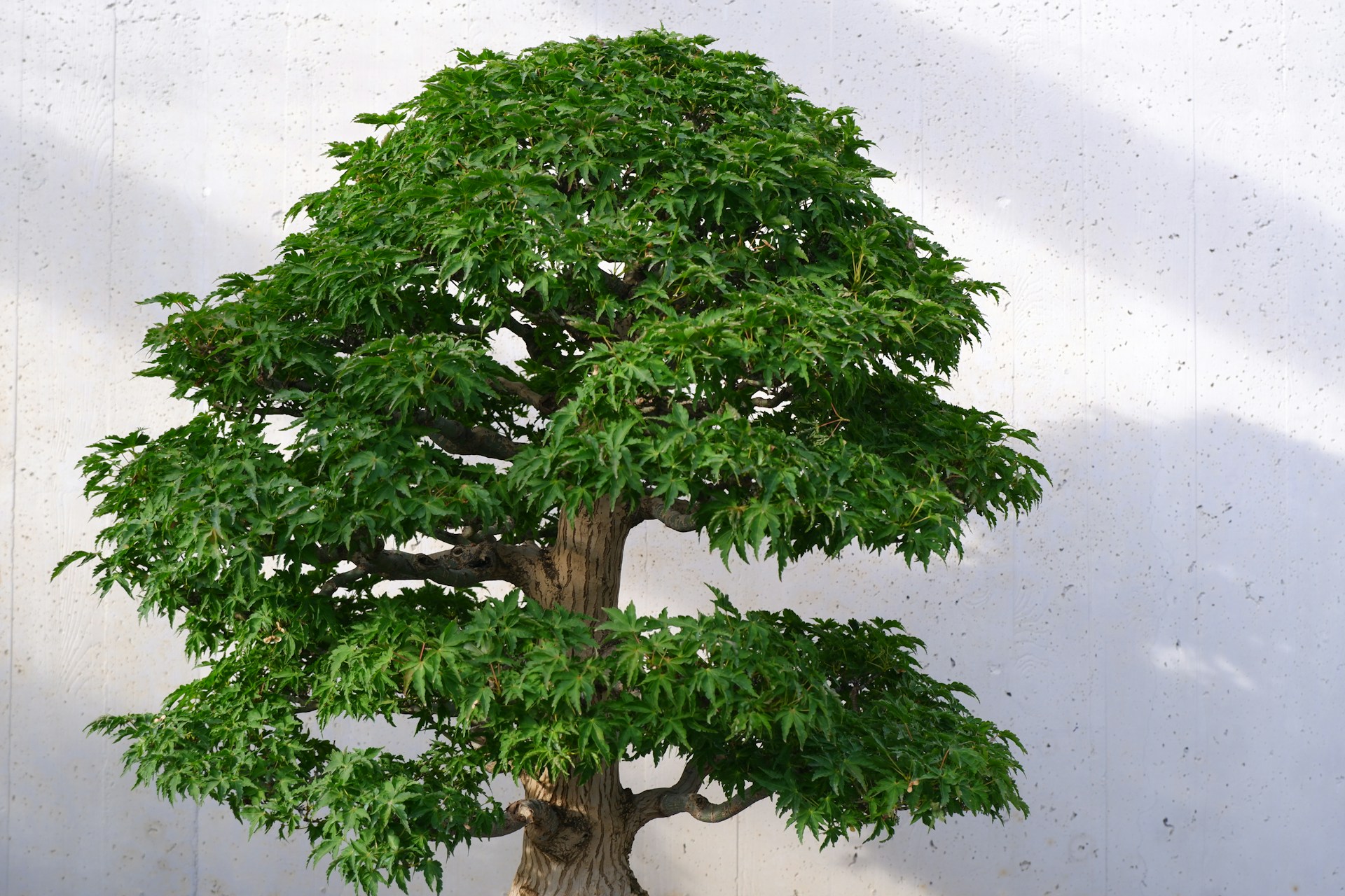 A bonsai tree in a pot on a table
