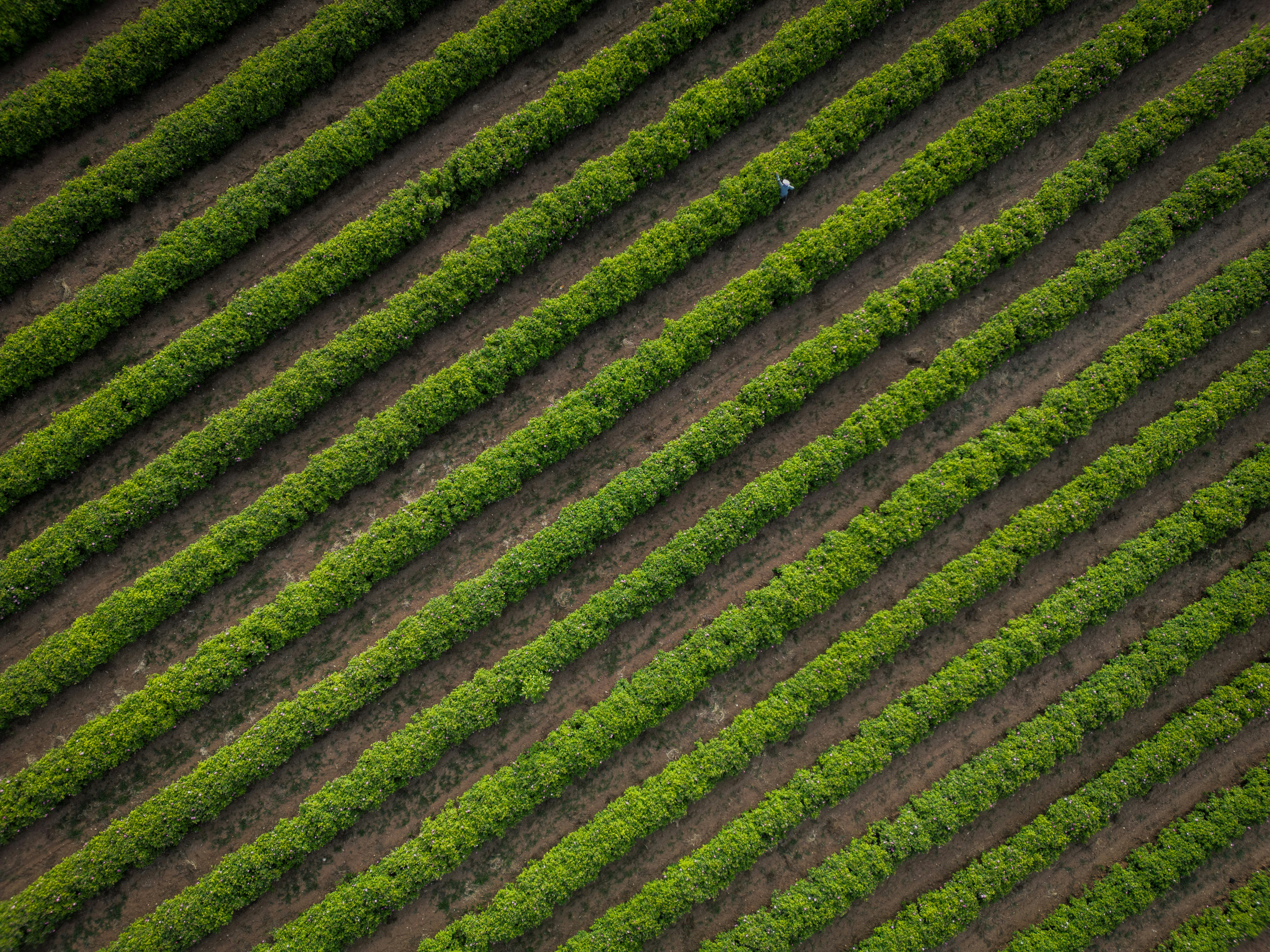 Photo by receqtryaki