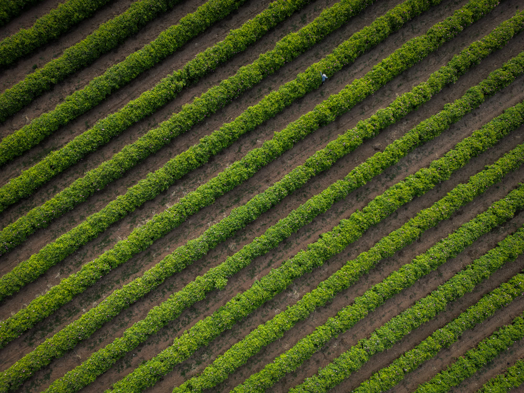 Diagonal crop rows forming an abstract pattern, seen from the sky