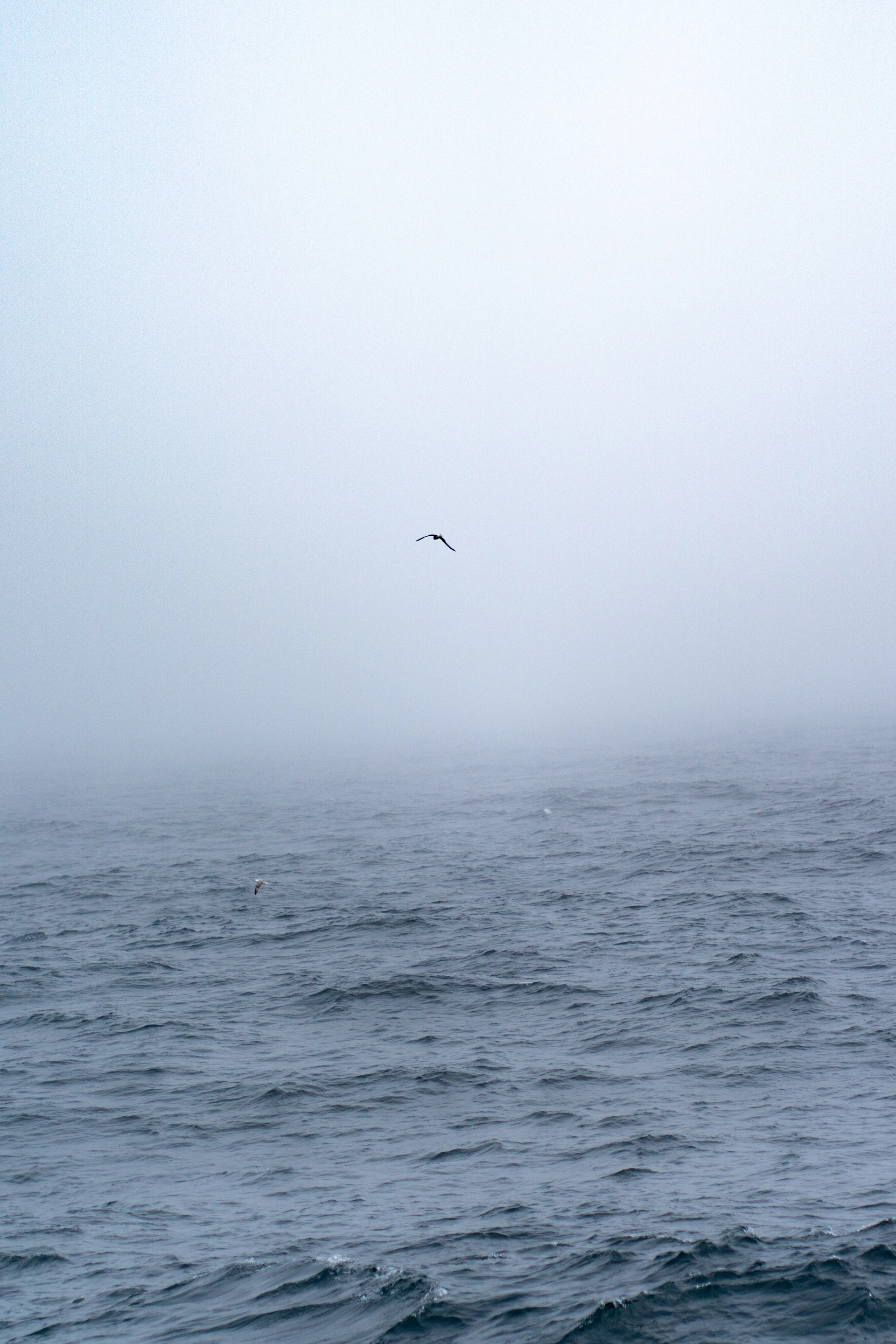 A bird flying over the ocean on a foggy day