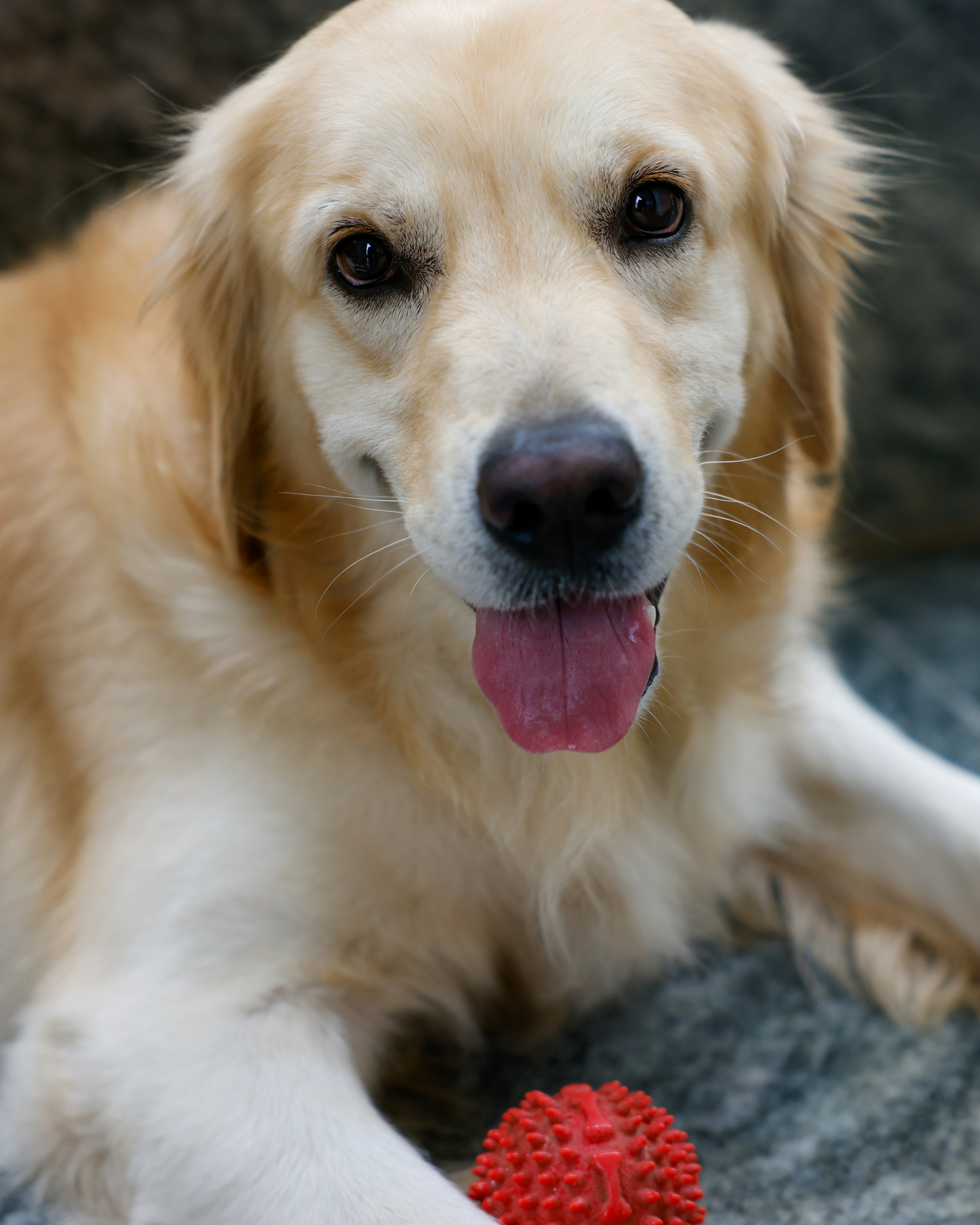 A dog laying on the ground with a toy