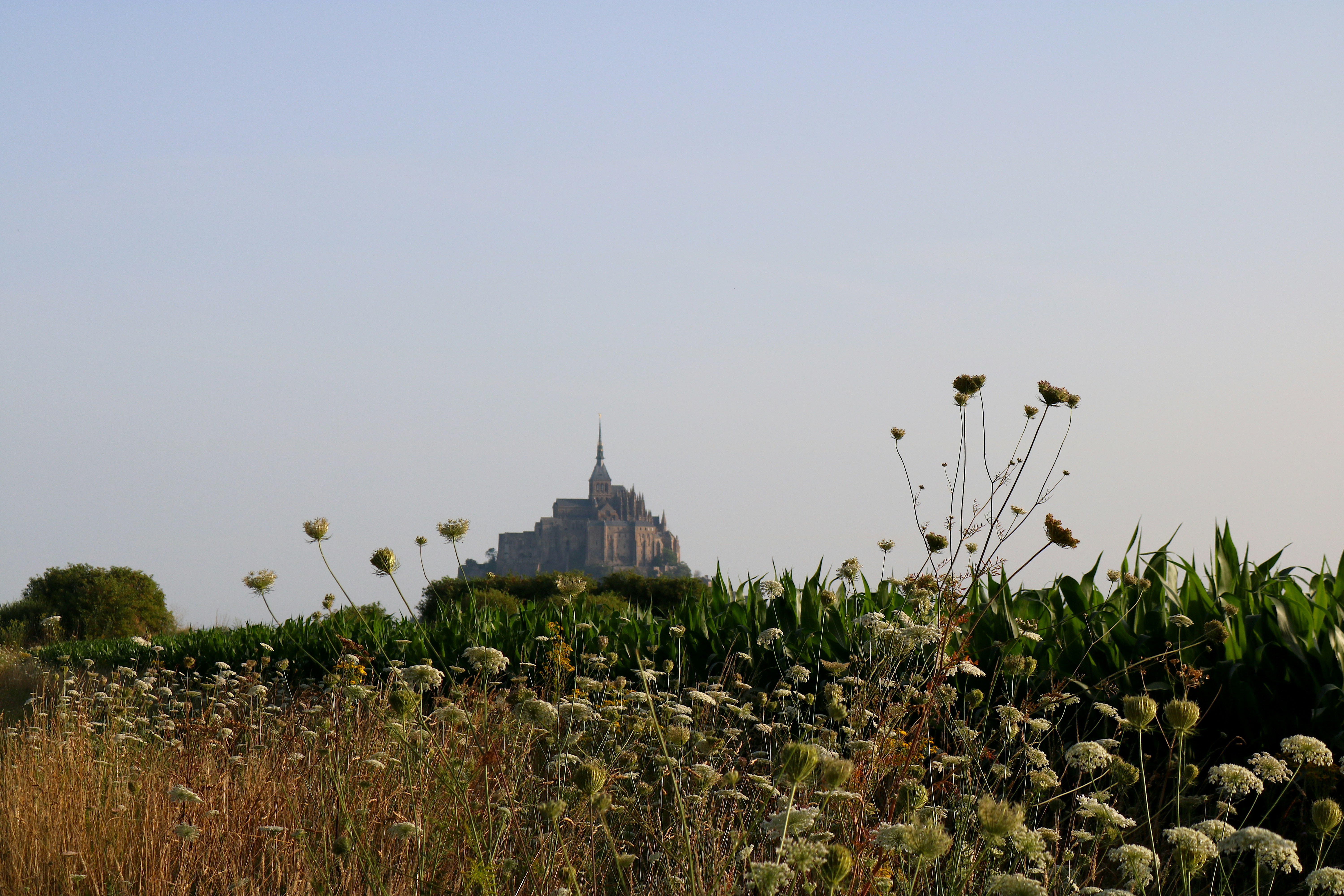 A field of tall grass with a building in the background