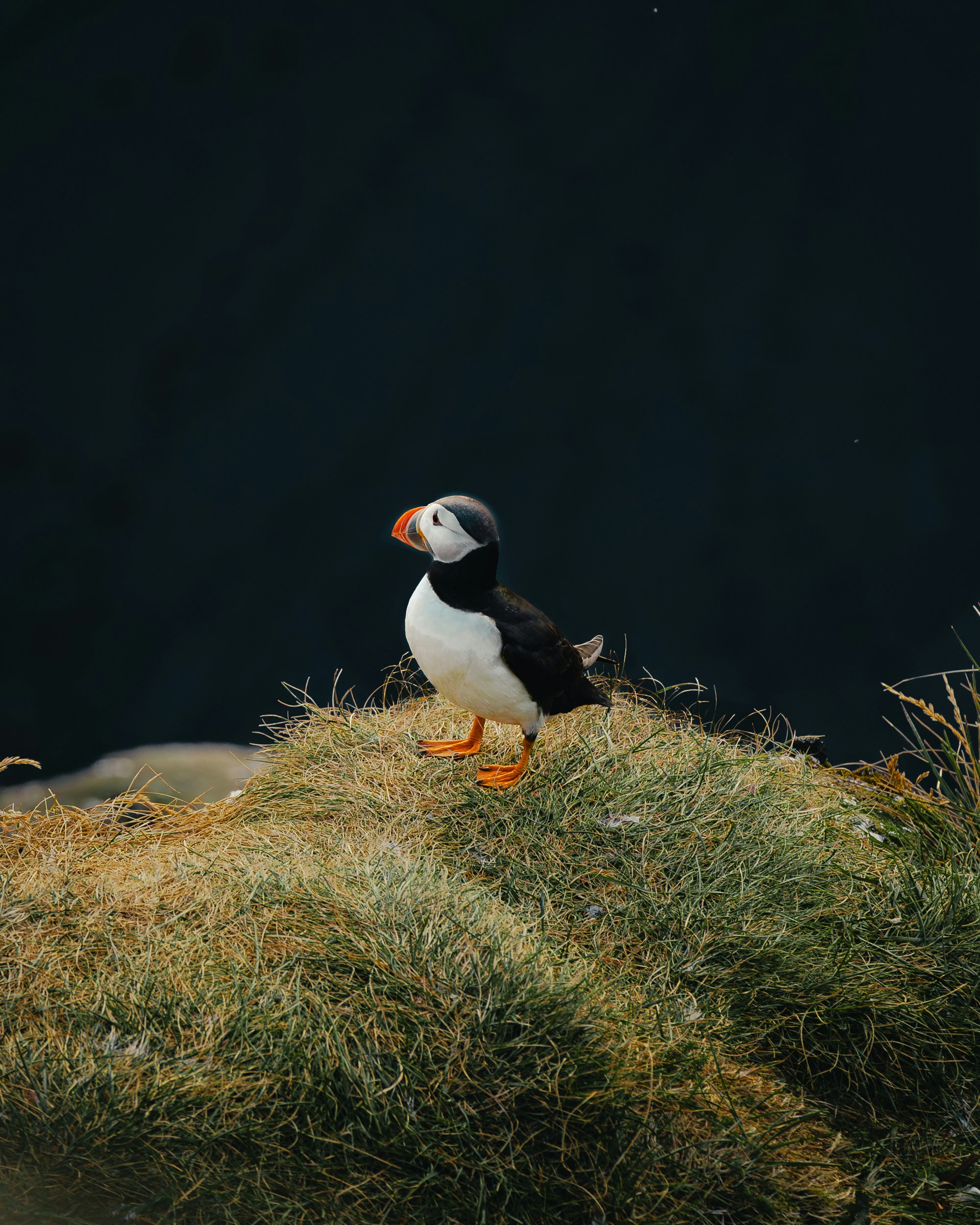 Photo by dylancalluy