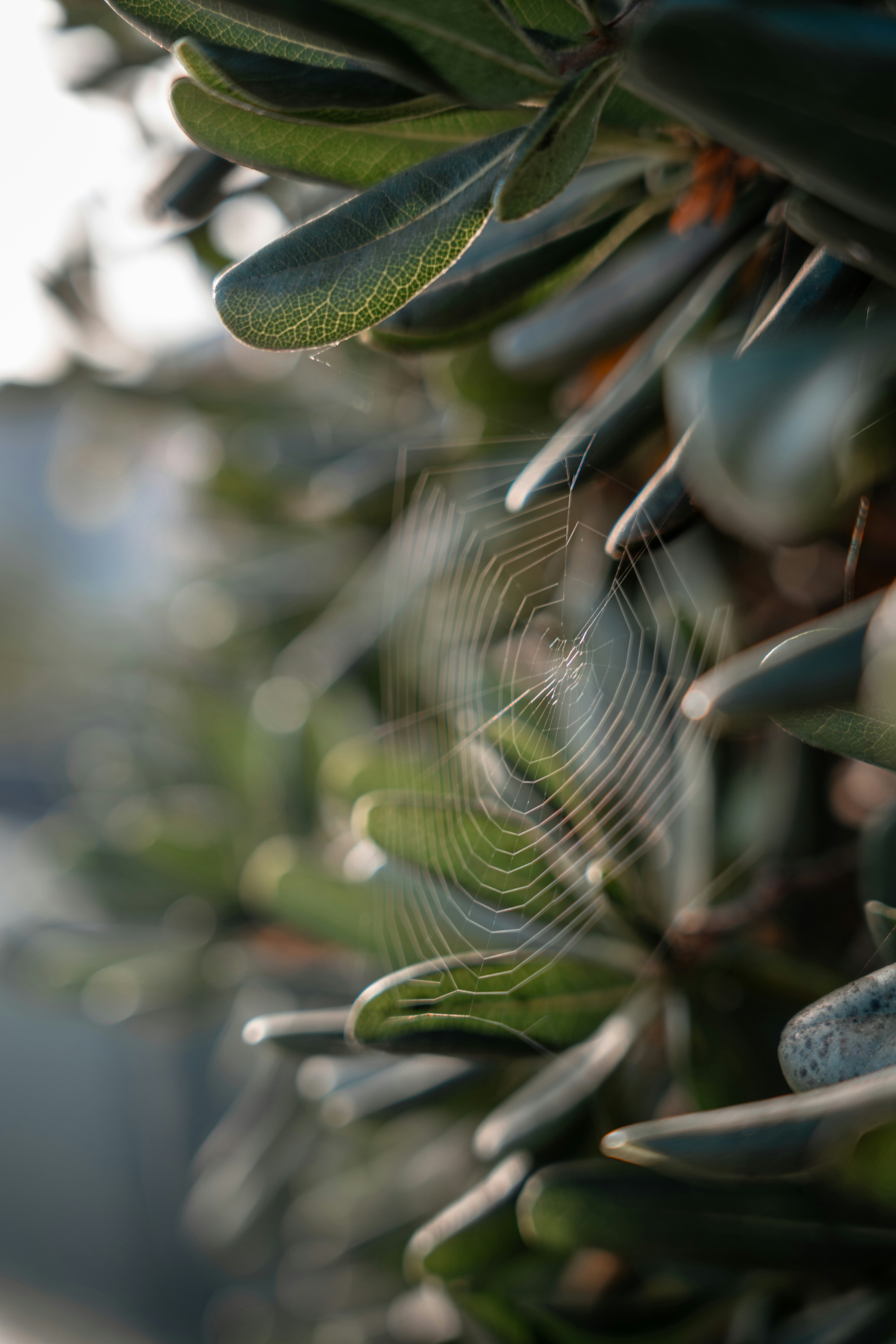 A close up of a tree with lots of leaves