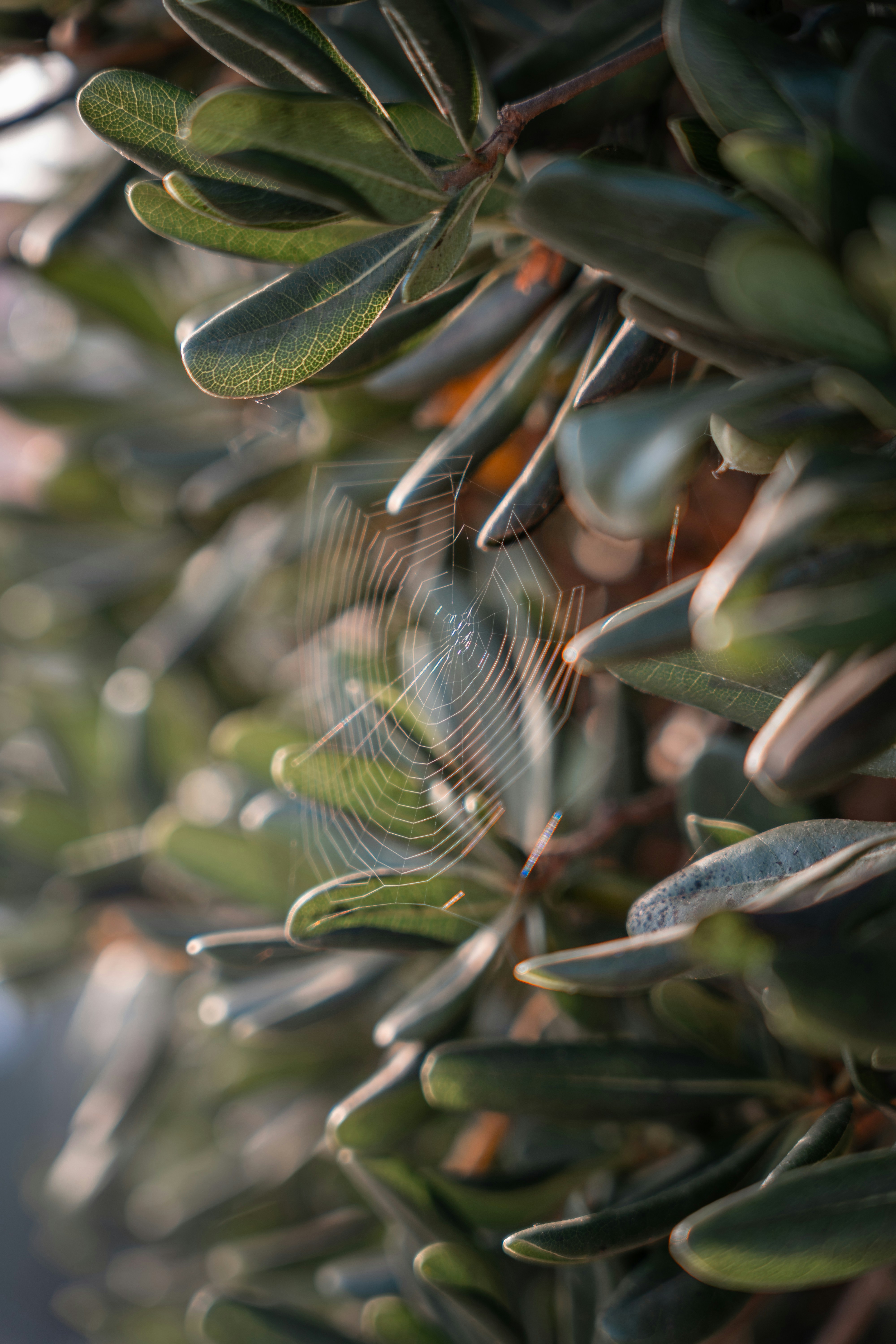 A close up of a tree with lots of leaves