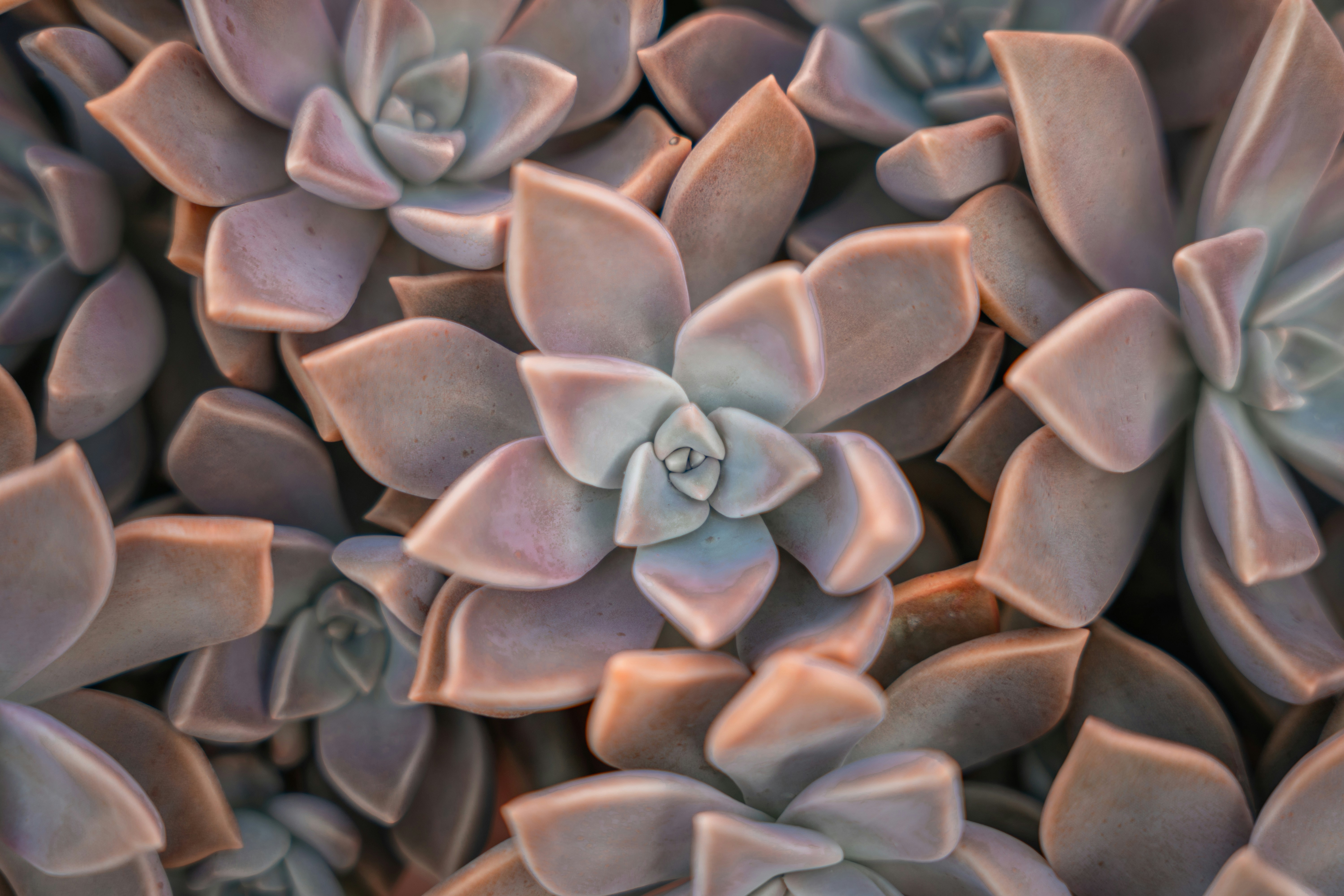 A close up of a bunch of succulents
