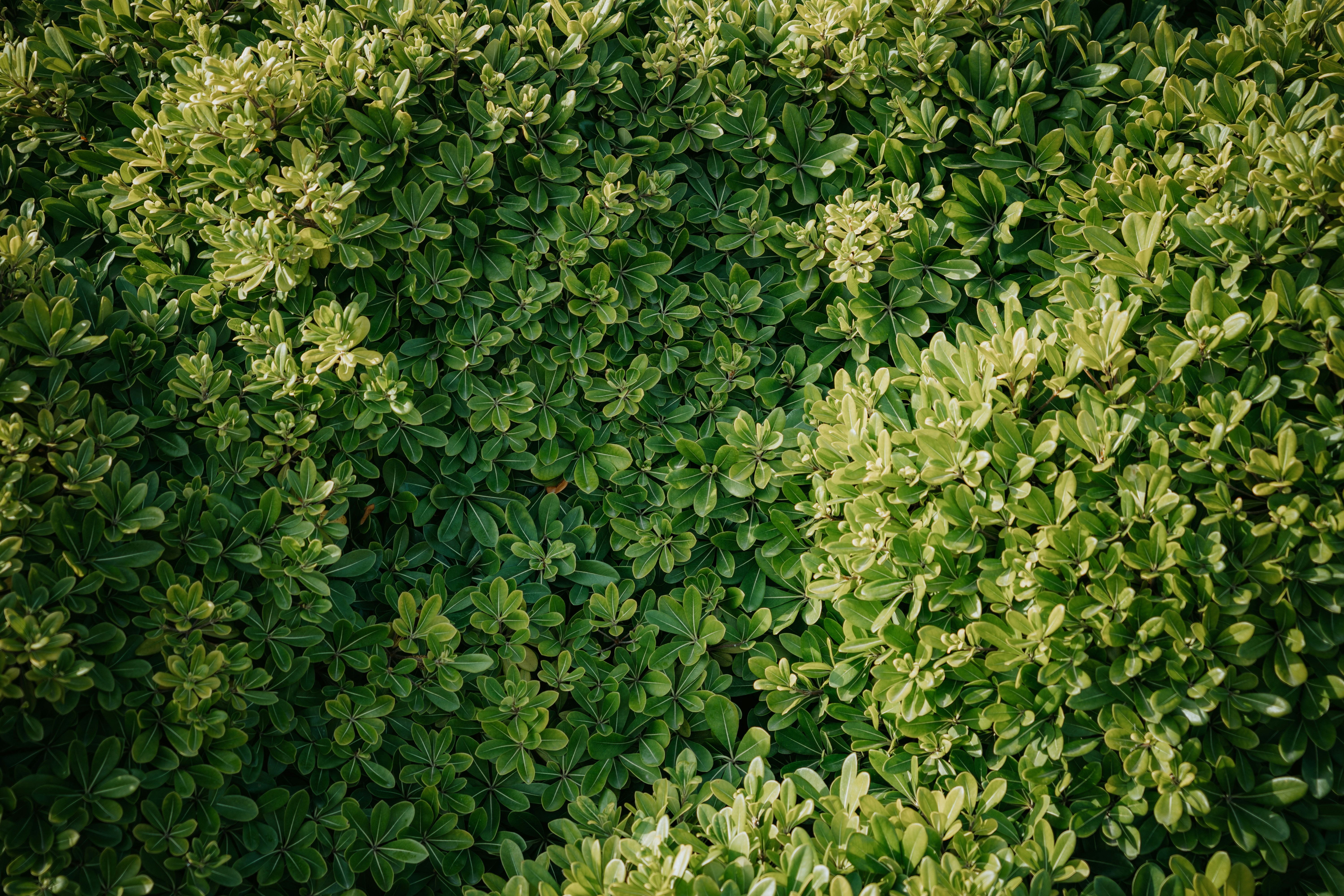 Photo by dermanuskript